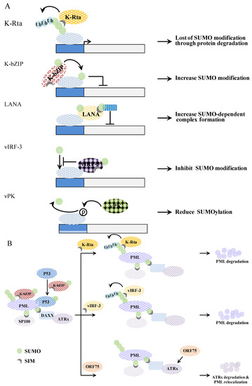 Cancers 06 01905 g005 550