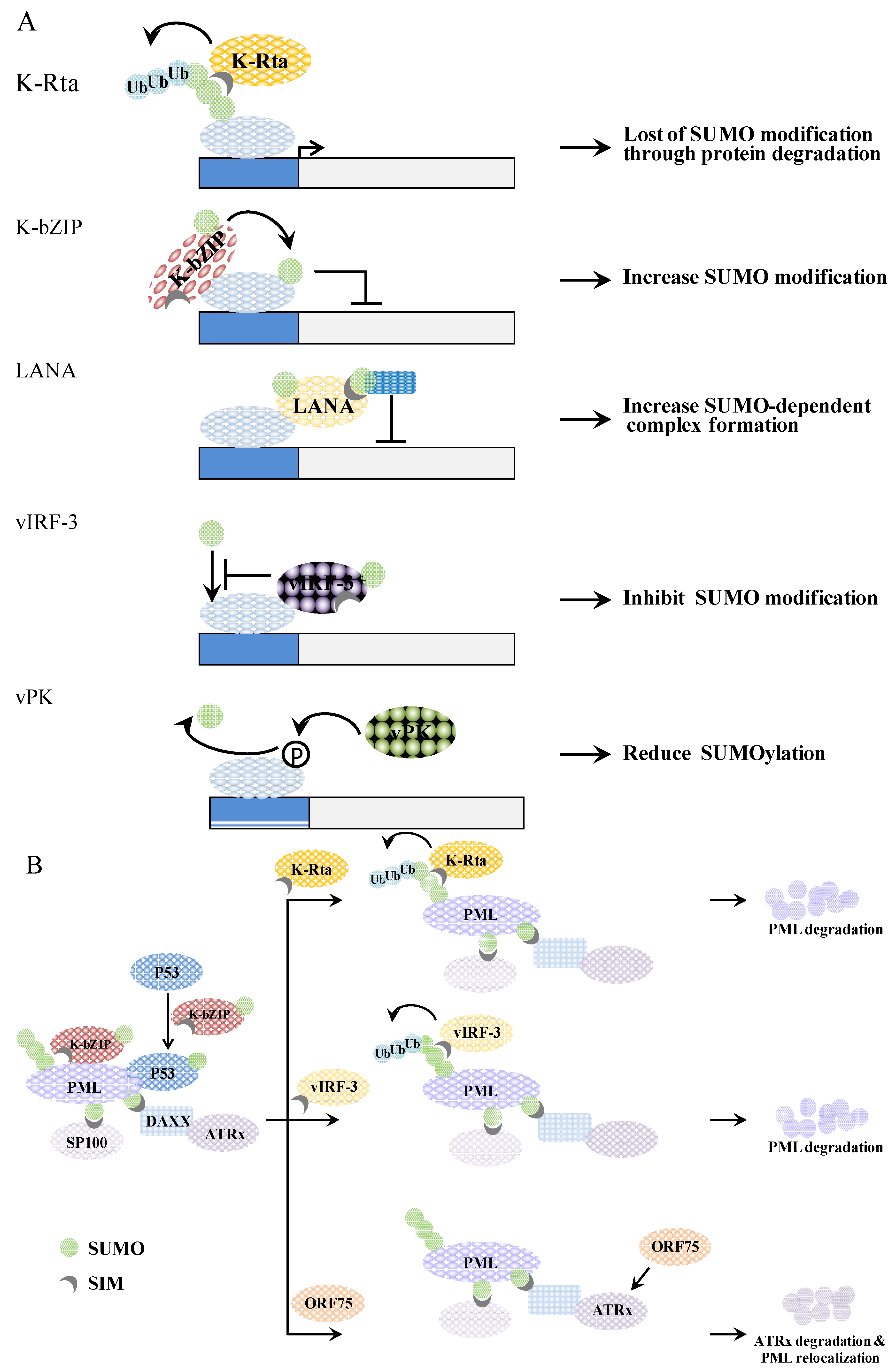Cancers 06 01905 g005