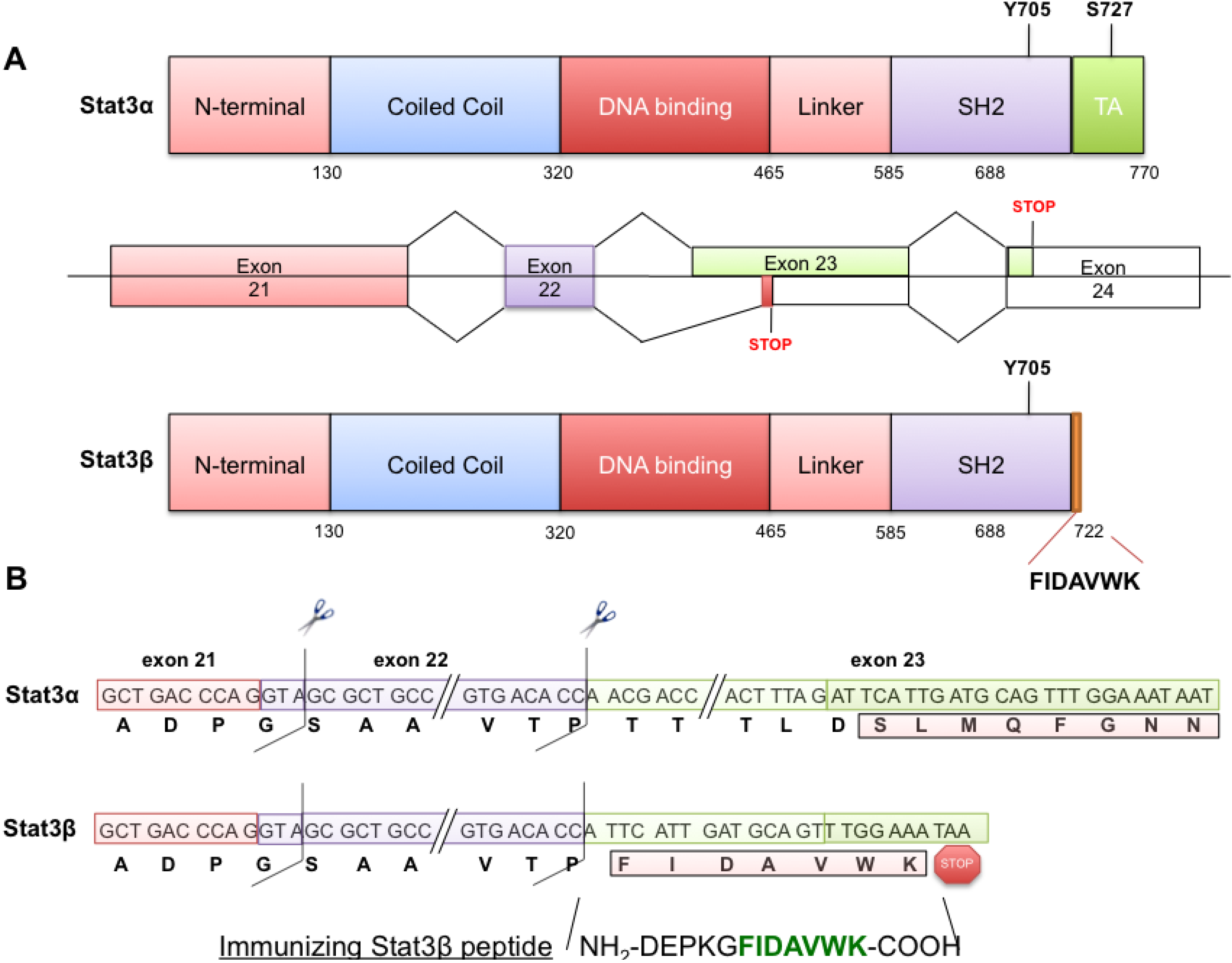 Cancers 06 02012 g001