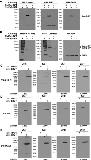 Cancers 06 02012 g003 550
