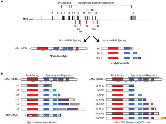Cancers 06 02049 g003 550