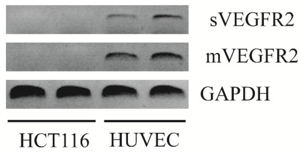 Cancers 06 02330 g001 1024