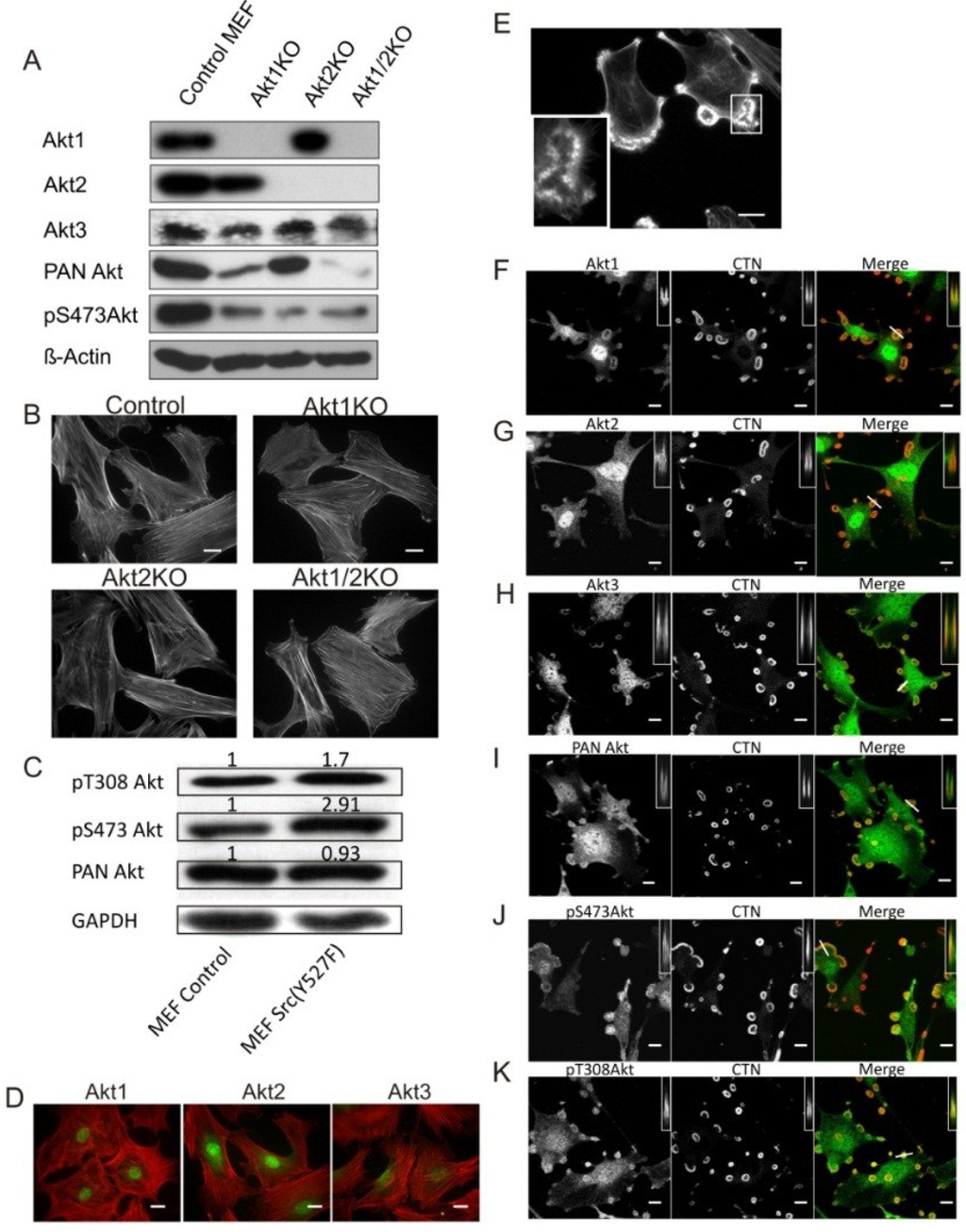 Cancers 07 00096 g001 1024
