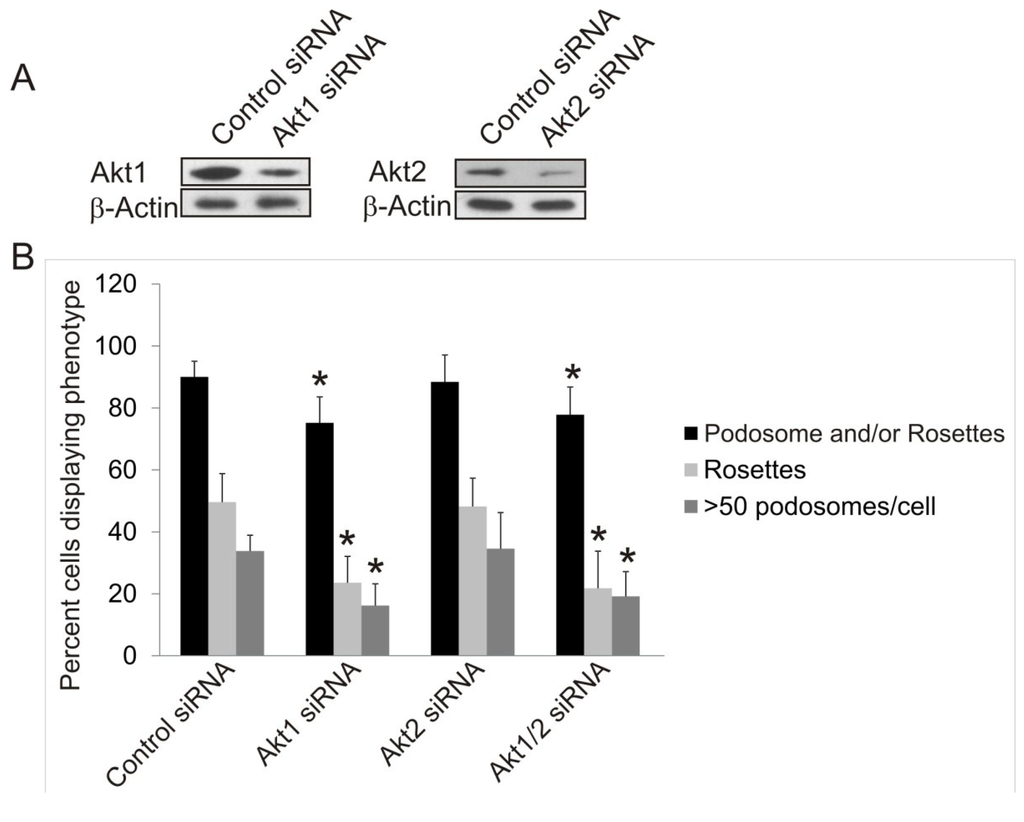 Cancers 07 00096 g003a 1024