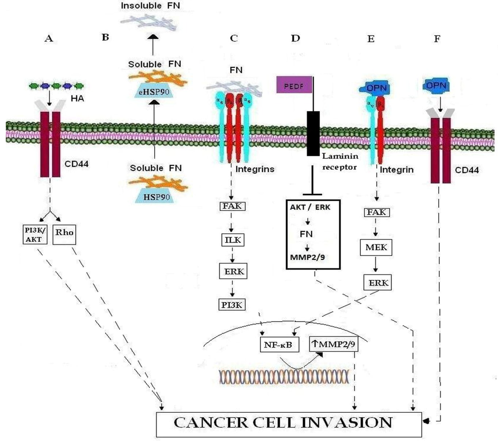 Cancers 07 00238 g001 1024