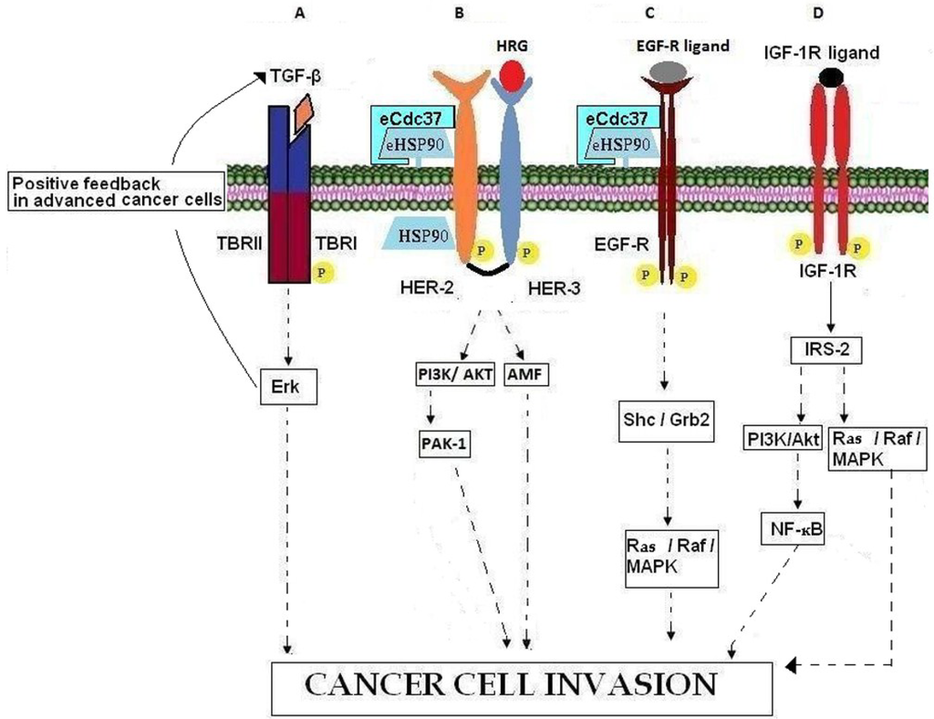 Cancers 07 00238 g002 1024