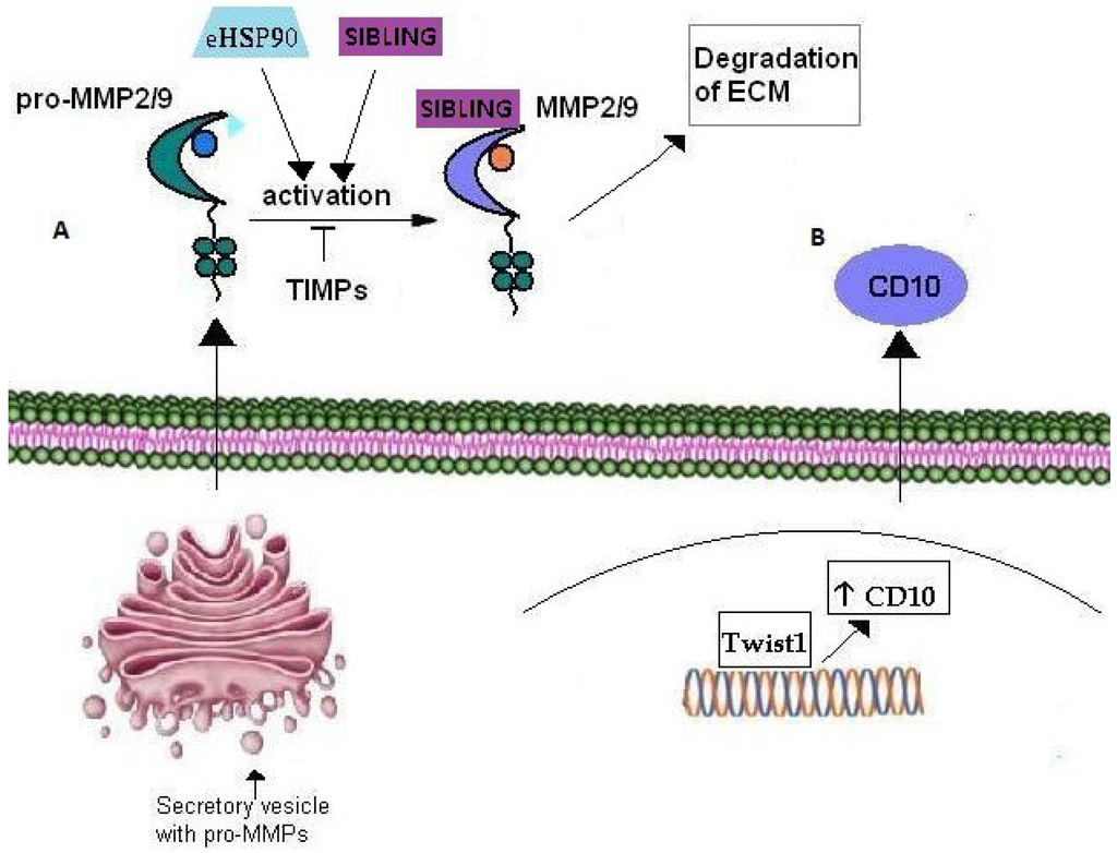 Cancers 07 00238 g003 1024