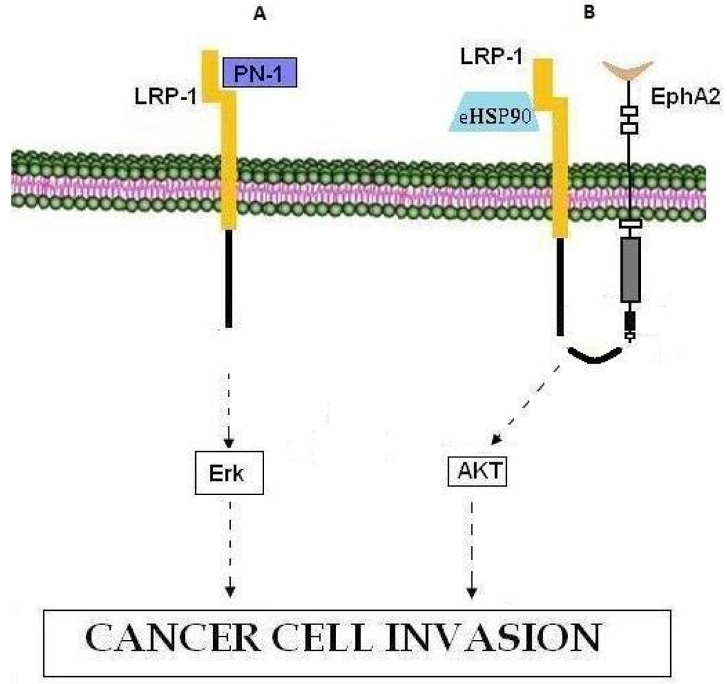Cancers 07 00238 g004 1024