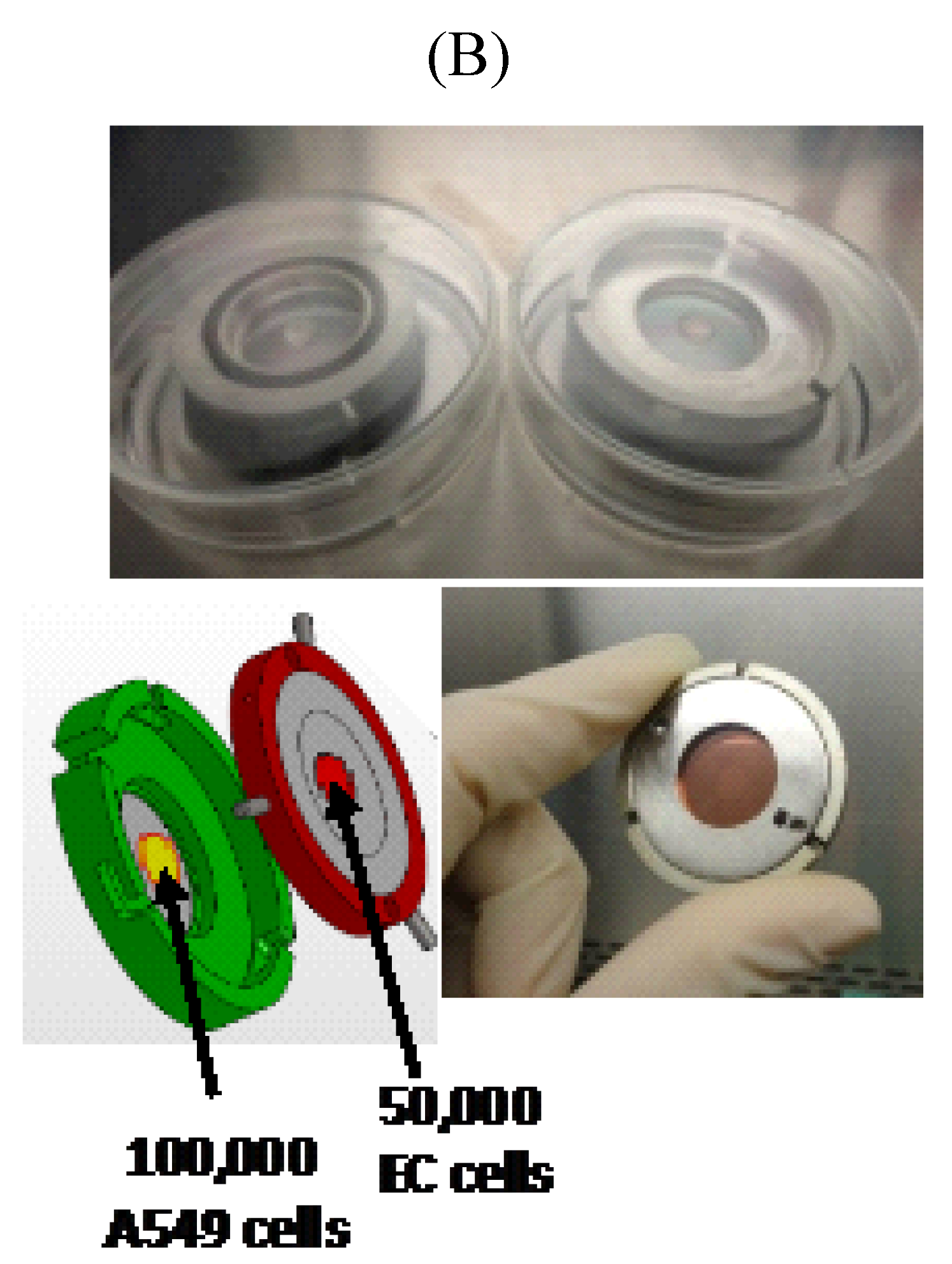 Cancers 07 00481 g001b