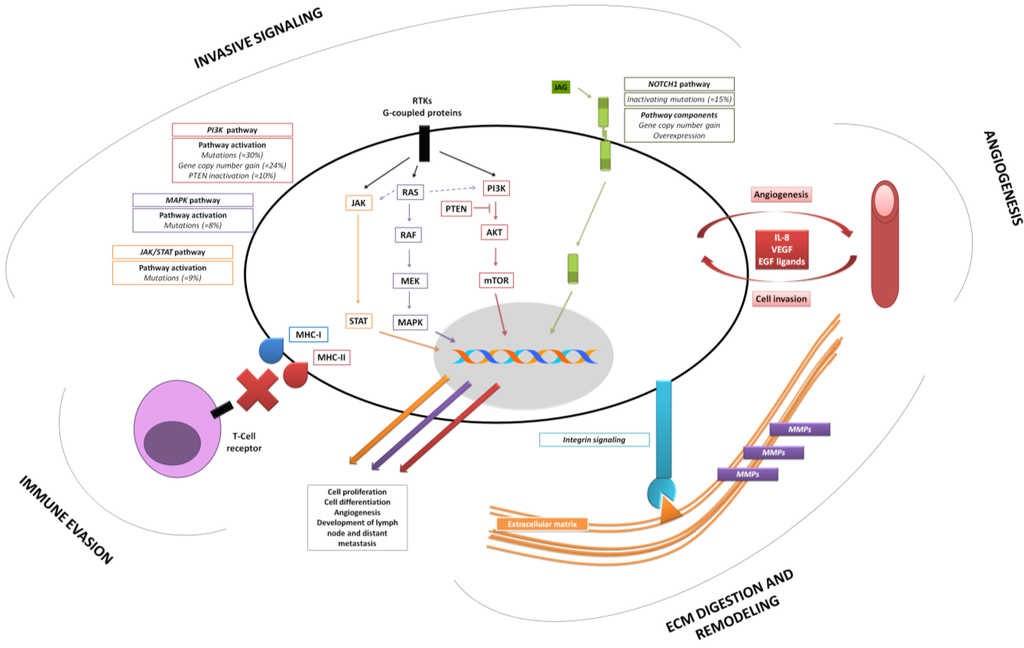 Cancers 07 00585 g001 1024