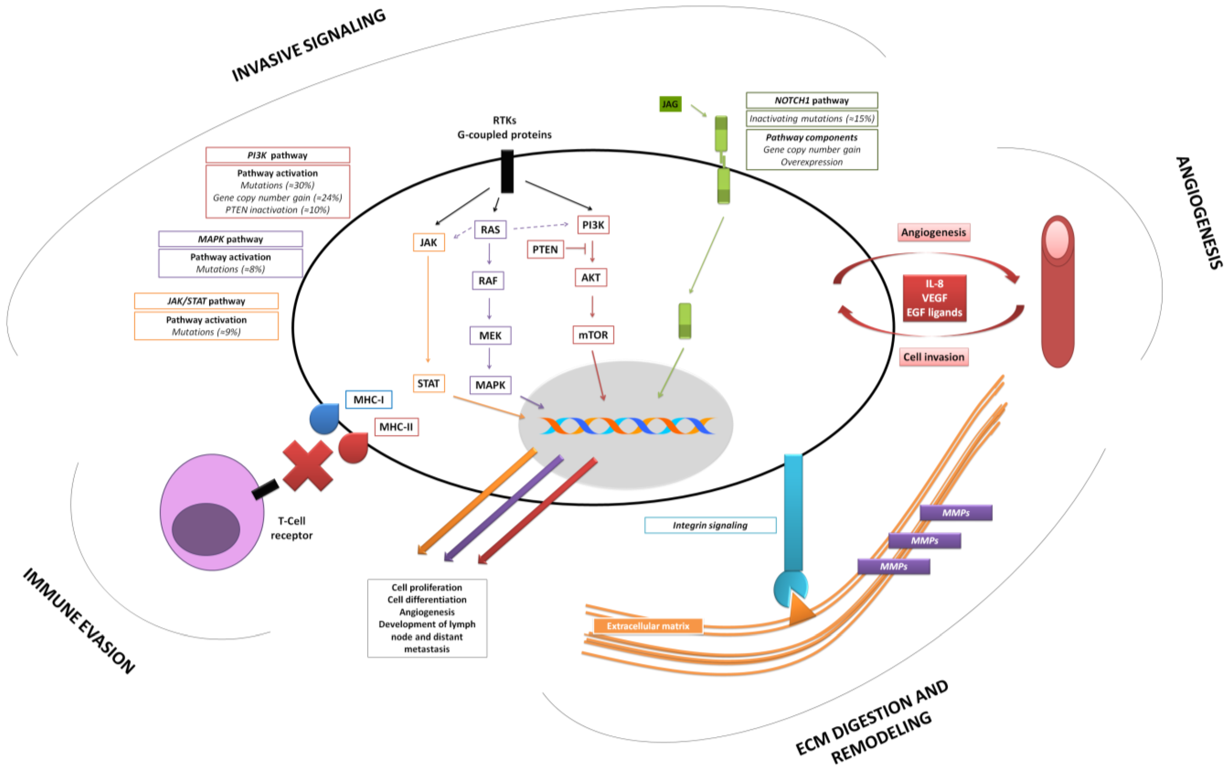 Cancers 07 00585 g001