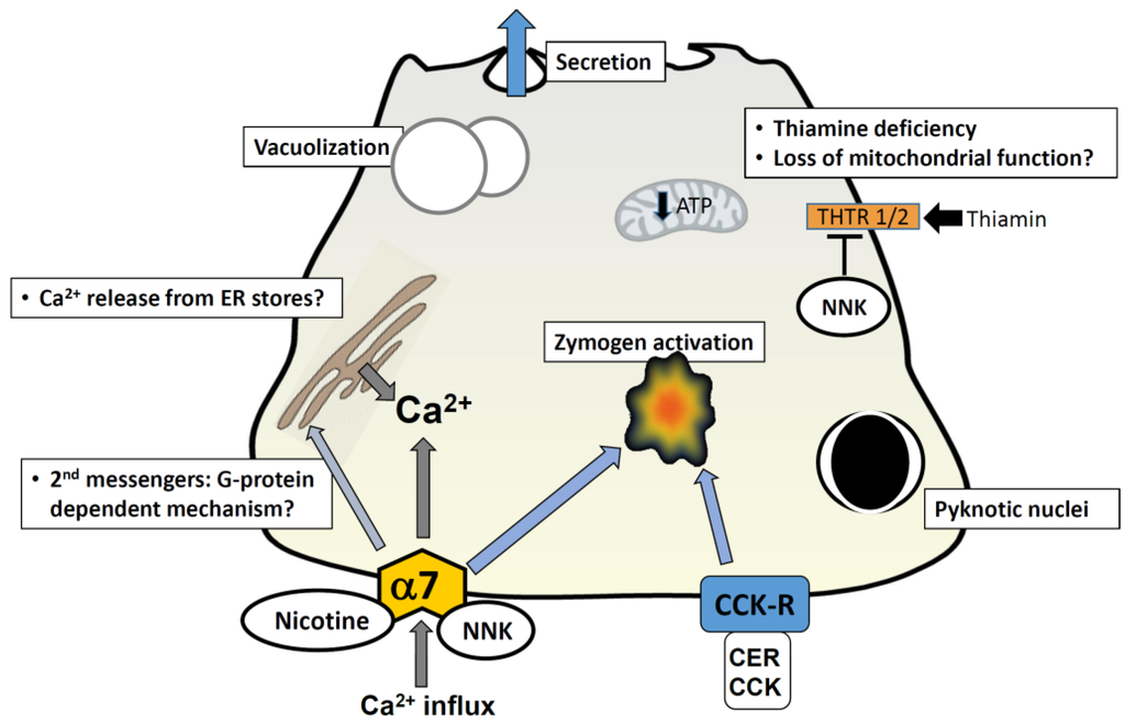 Cancers 07 00723 g001 1024