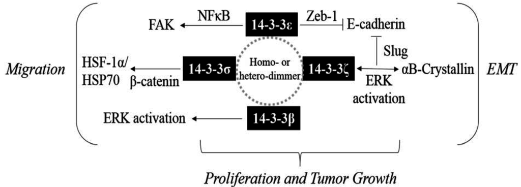 Cancers 07 00822 g001 1024