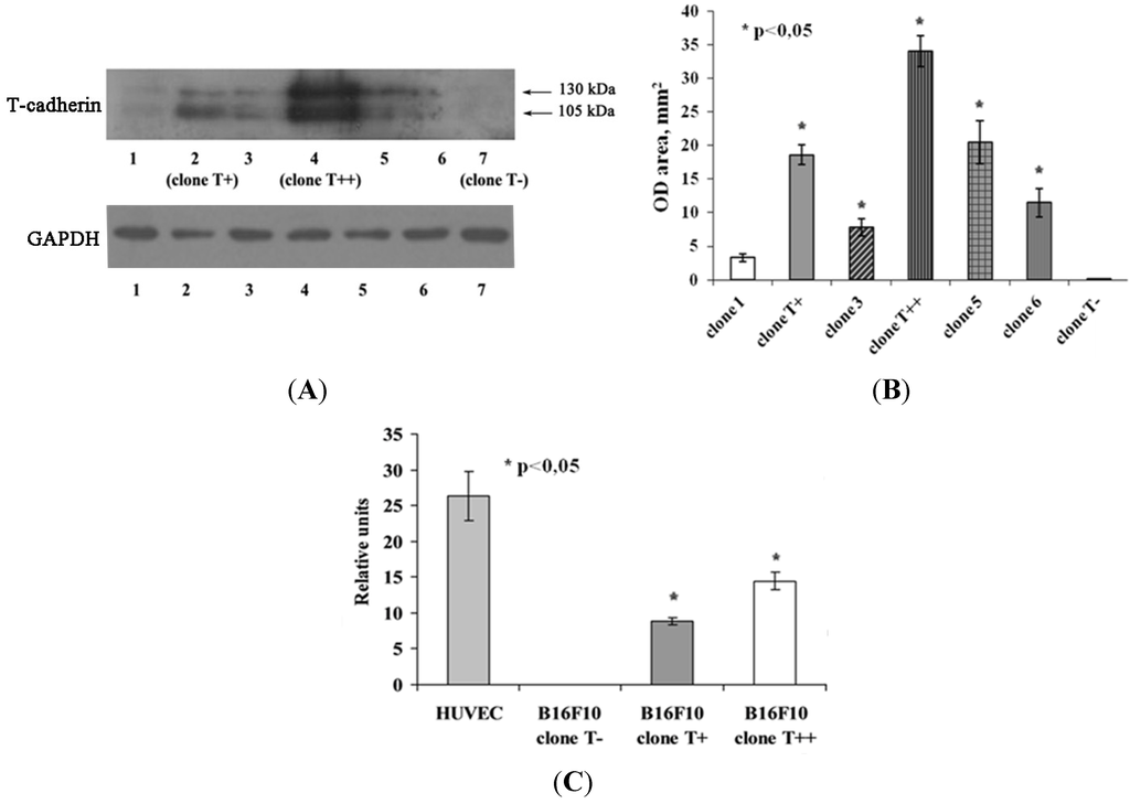 Cancers 07 00840 g001 1024