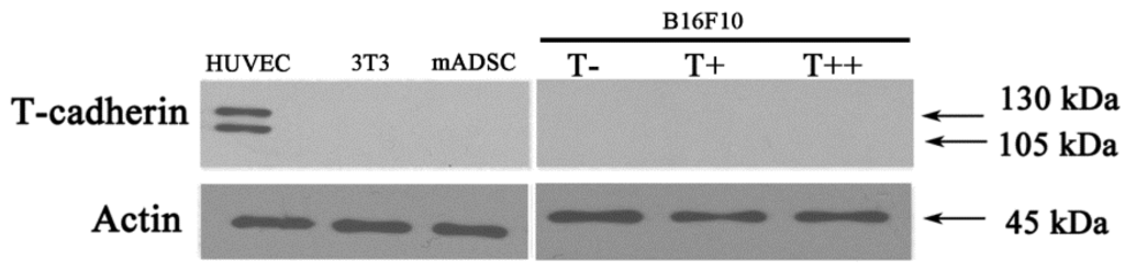 Cancers 07 00840 g003 1024