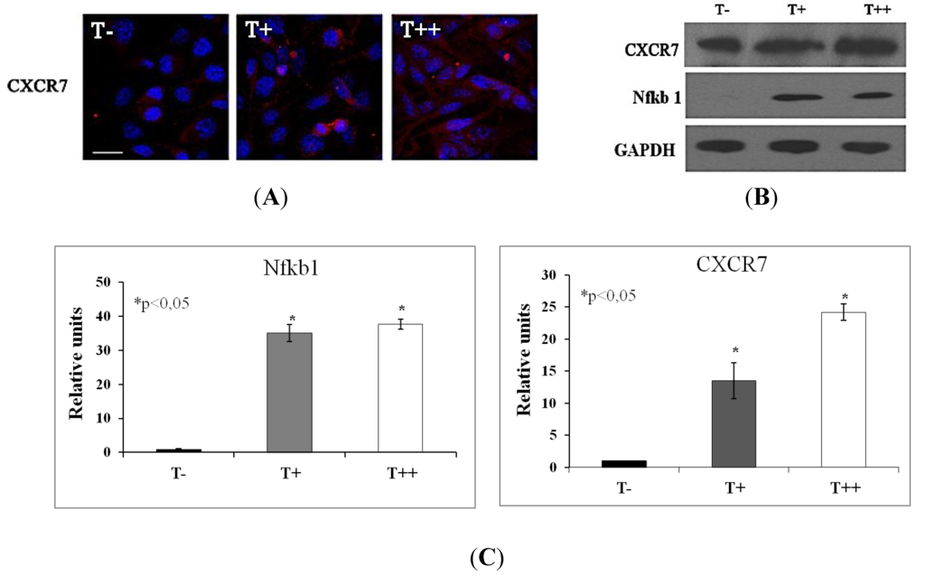 Cancers 07 00840 g008 1024