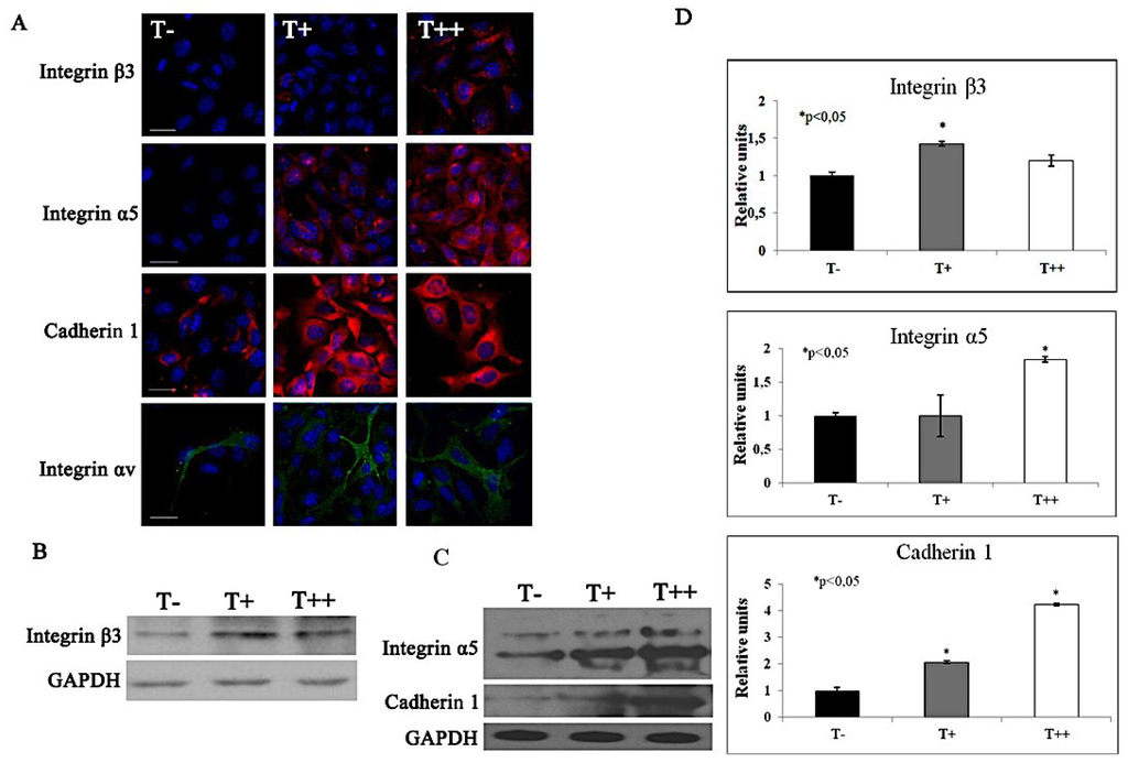 Cancers 07 00840 g009 1024