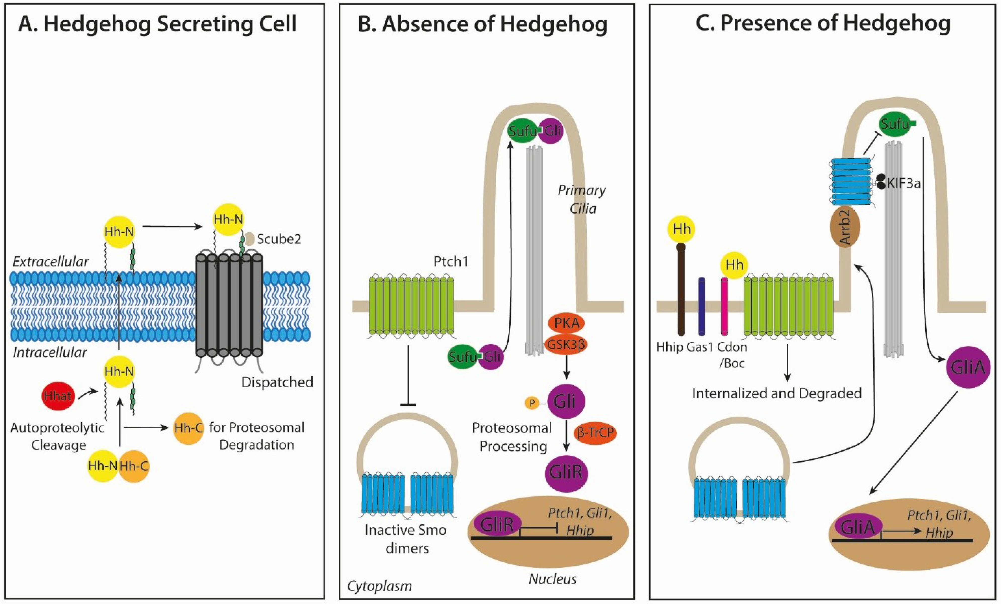 Cancers 07 00851 g001