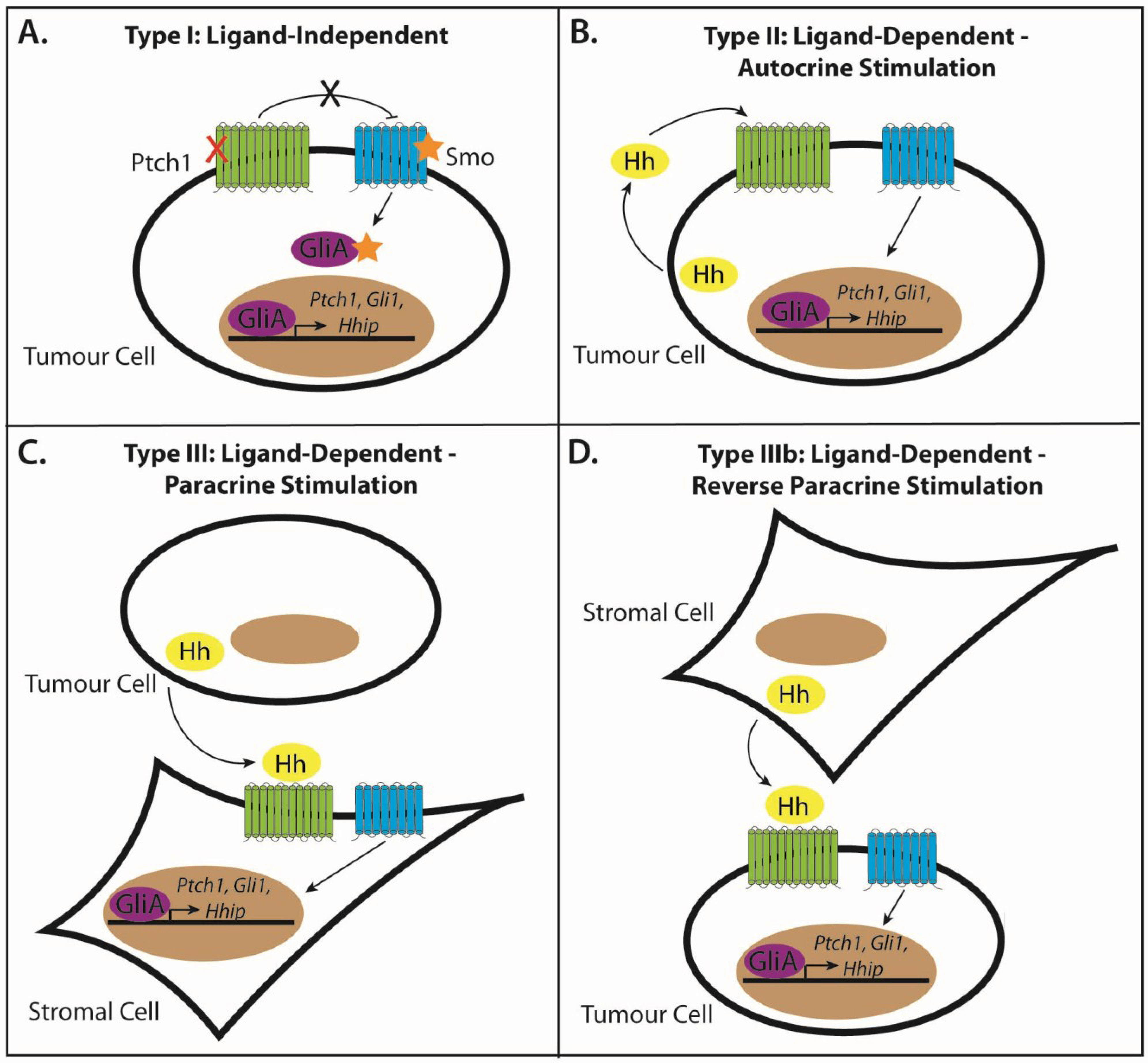 Cancers 07 00851 g002