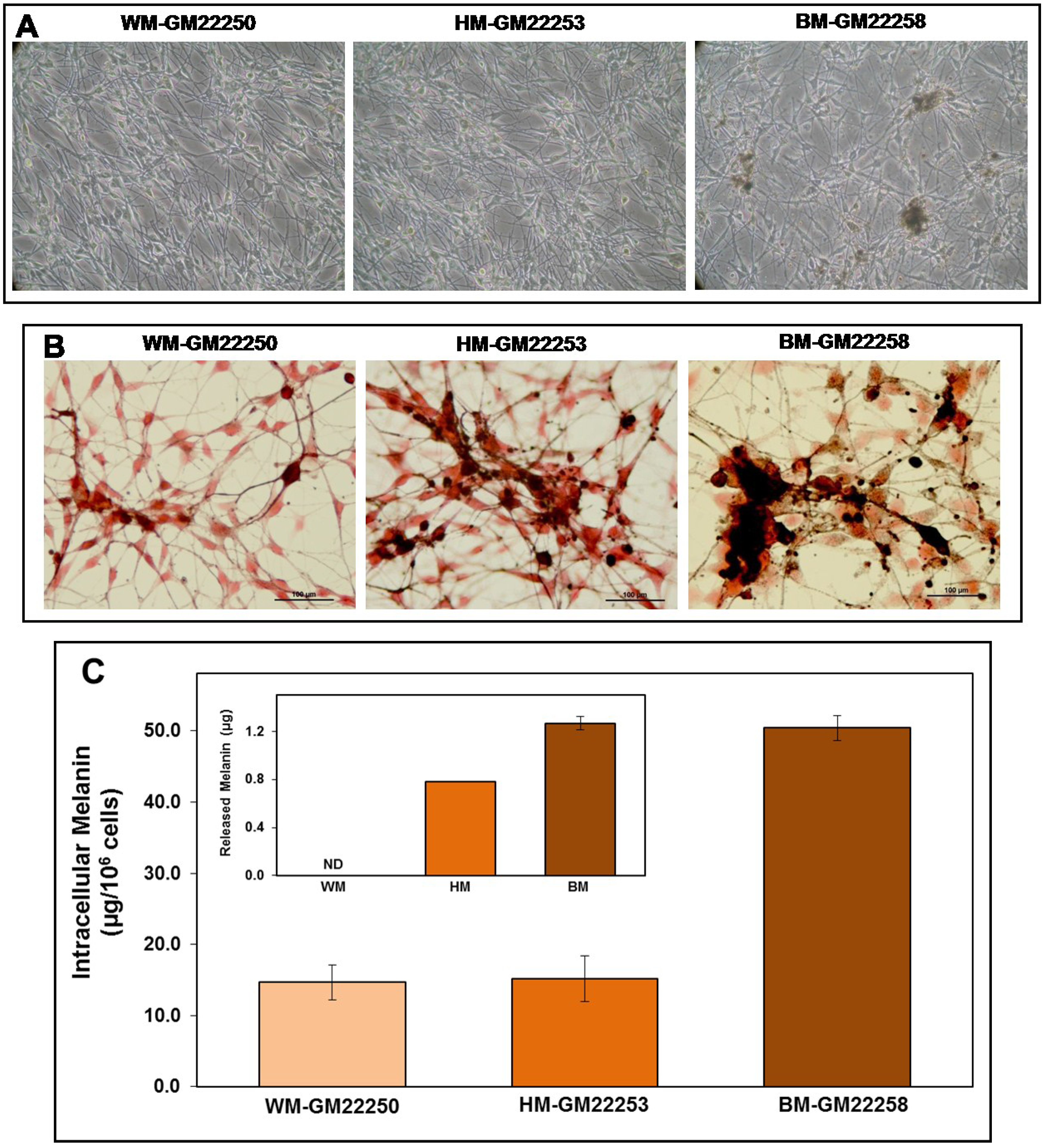 Cancers 07 00852 g001