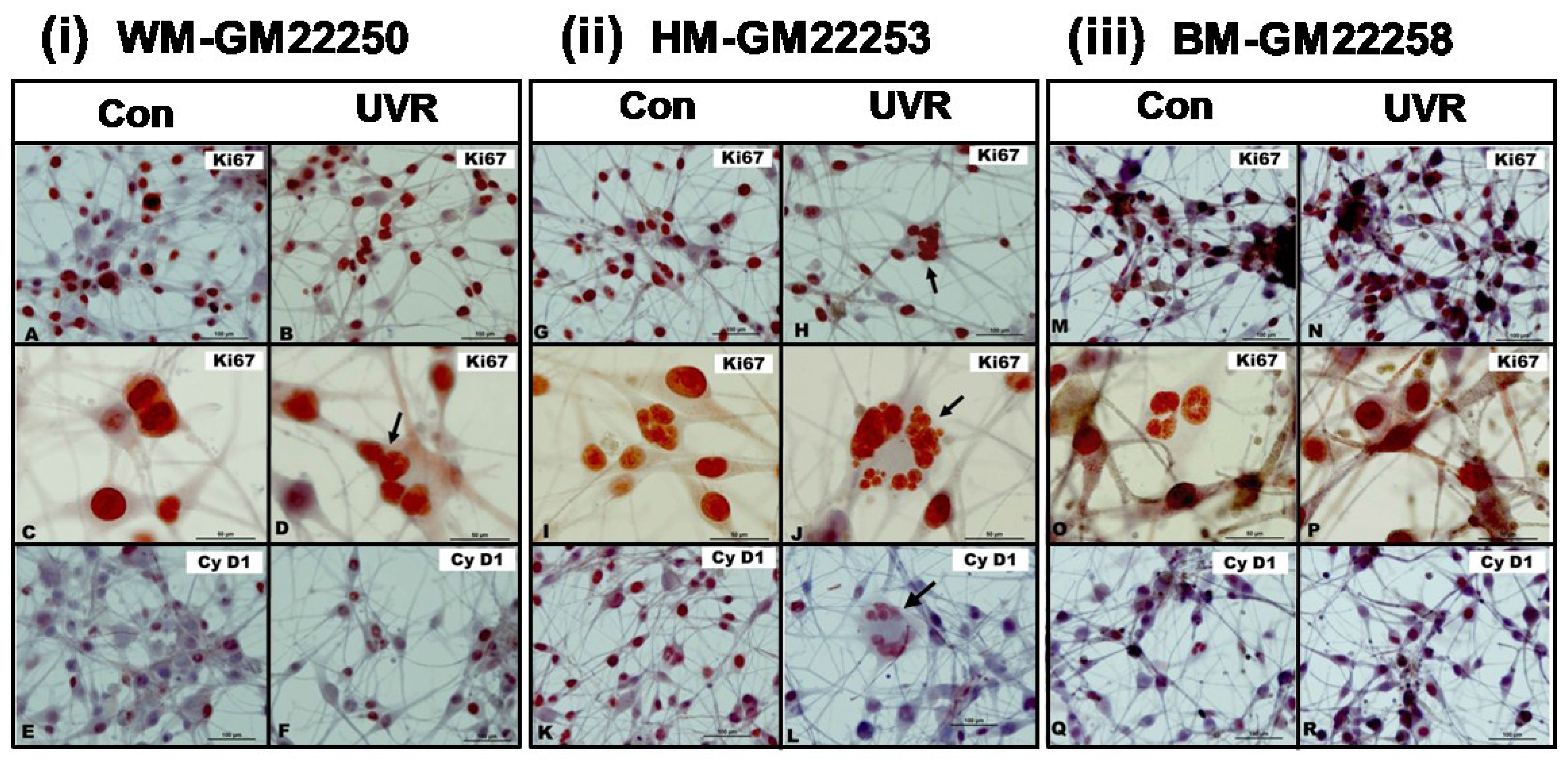 Cancers 07 00852 g003
