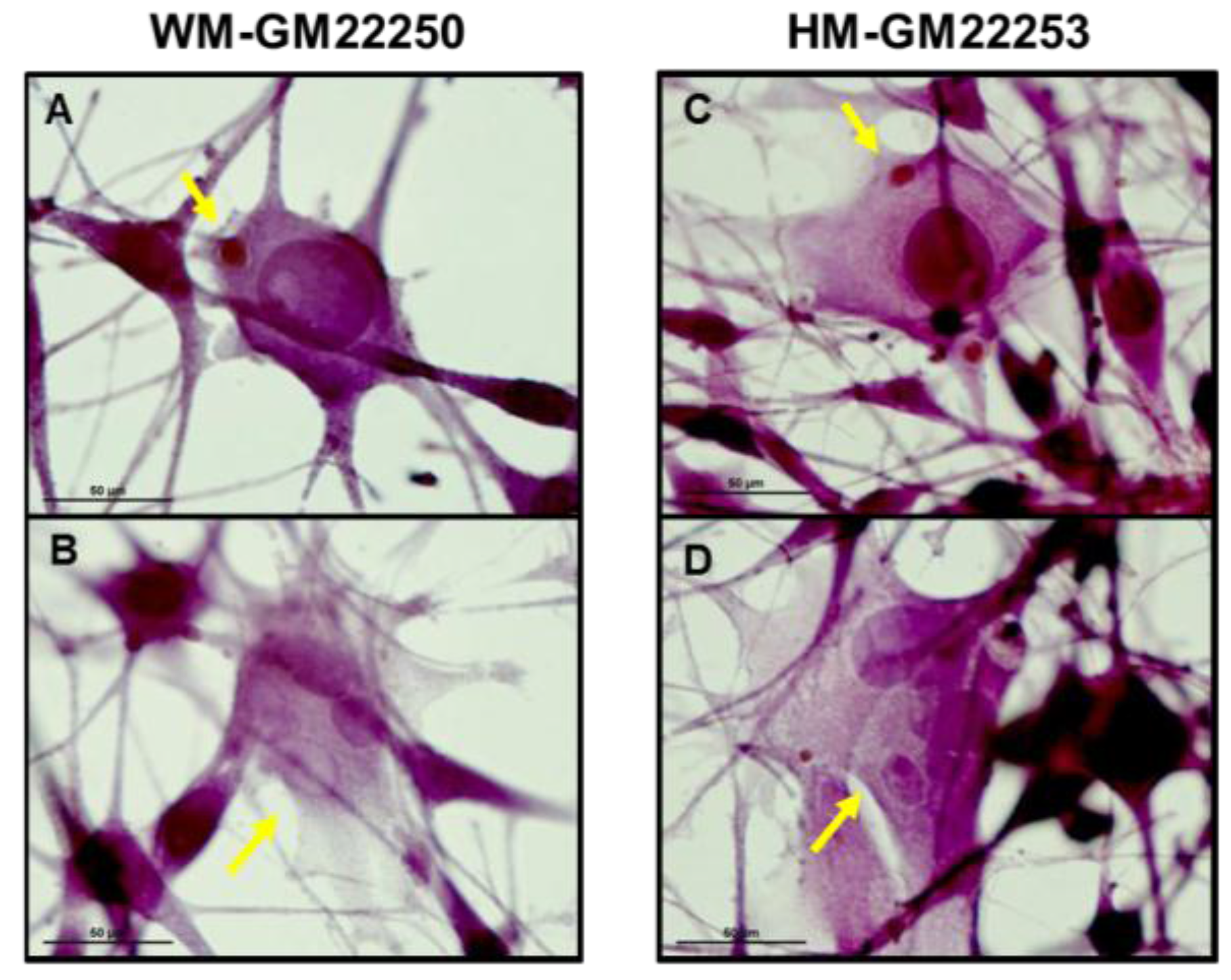 Cancers 07 00852 g004a