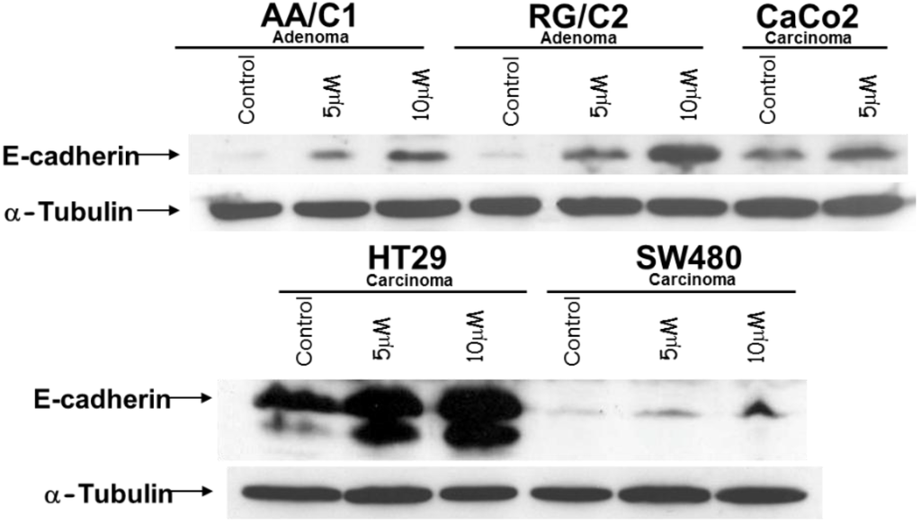 Cancers 07 00867 g003 1024