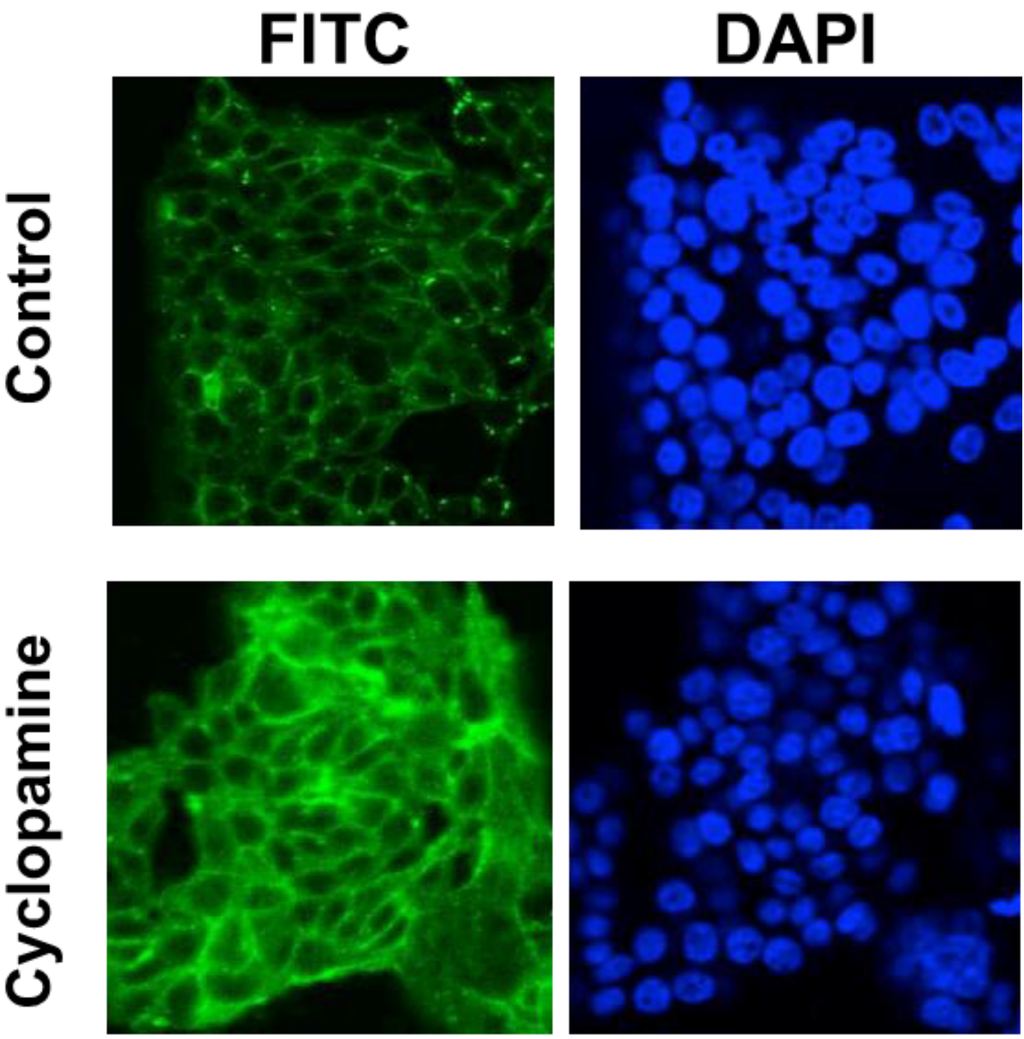 Cancers 07 00867 g004 1024