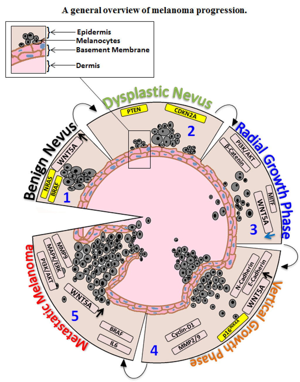 Cancers 07 00868 g001 1024