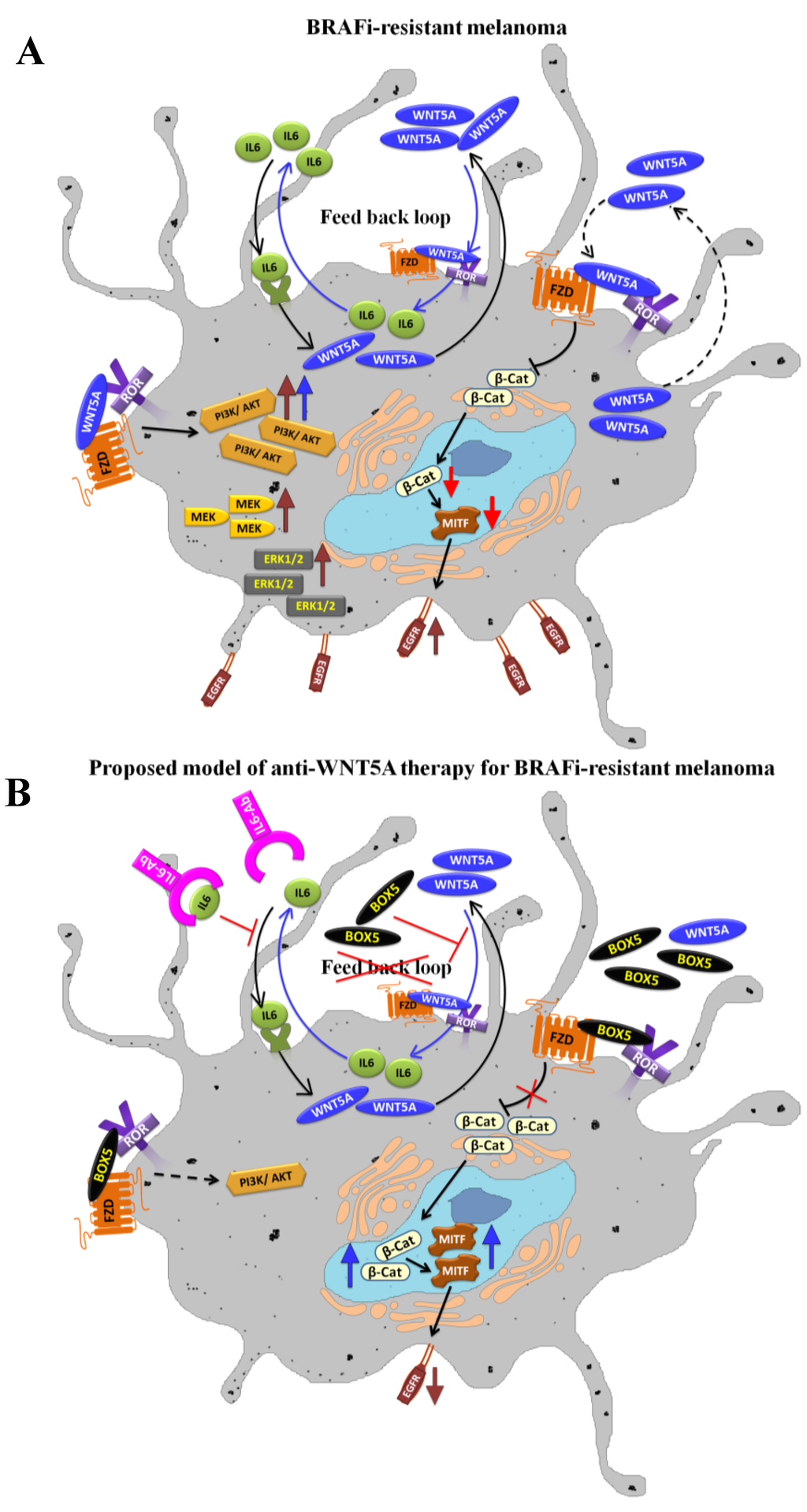 Cancers 07 00868 g002 1024