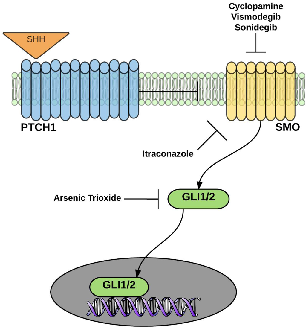 Cancers 07 00871 g002 1024