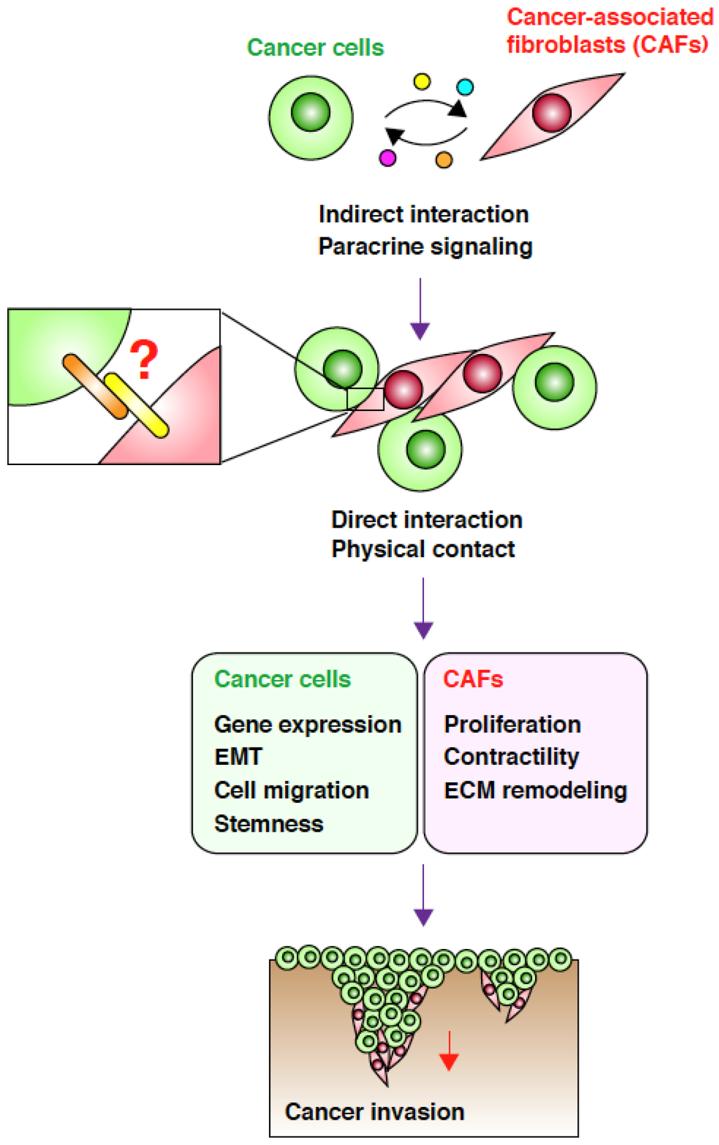 Cancers 07 00876 g001 1024