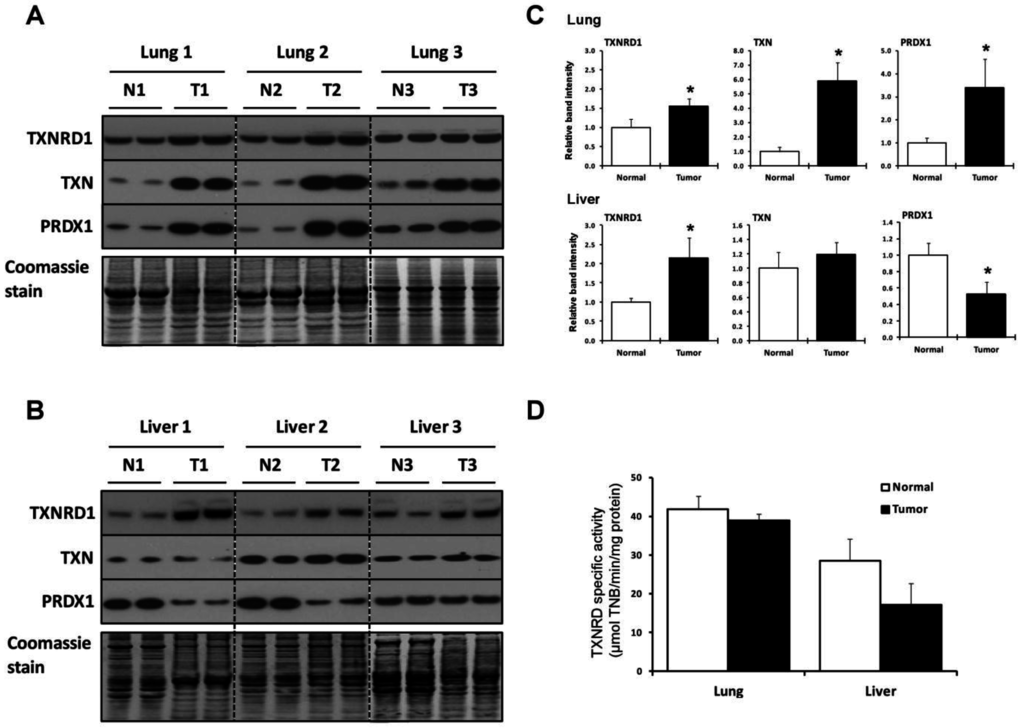 Cancers 07 00889 g001 1024