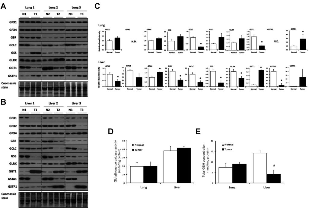 Cancers 07 00889 g002 1024