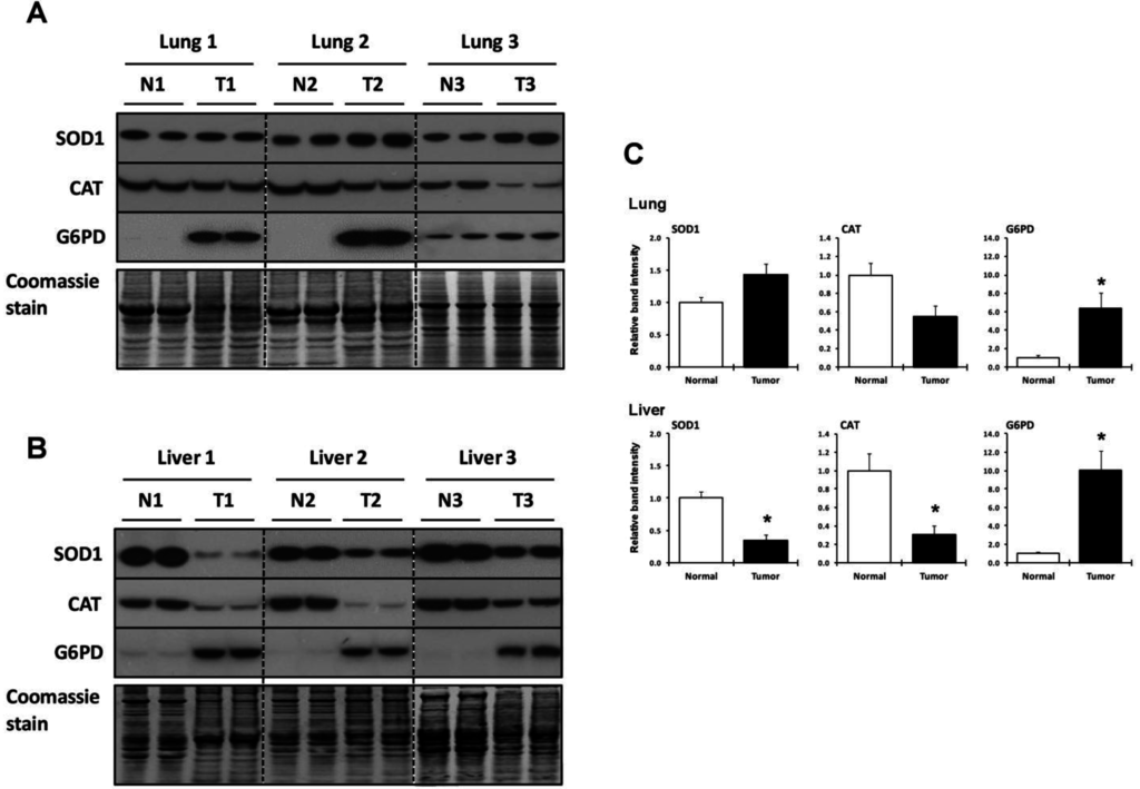 Cancers 07 00889 g003 1024