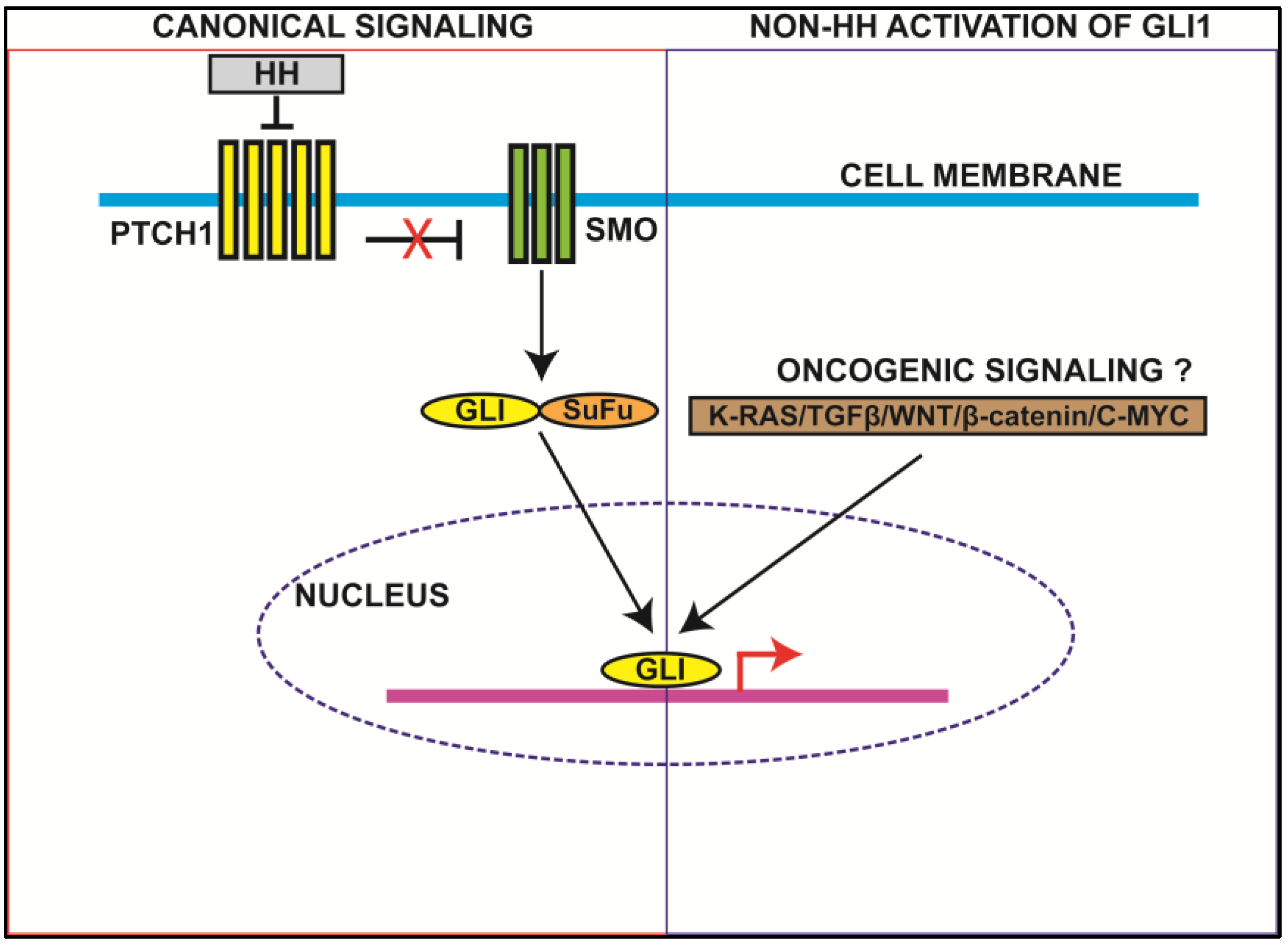 Cancers 07 00894 g001
