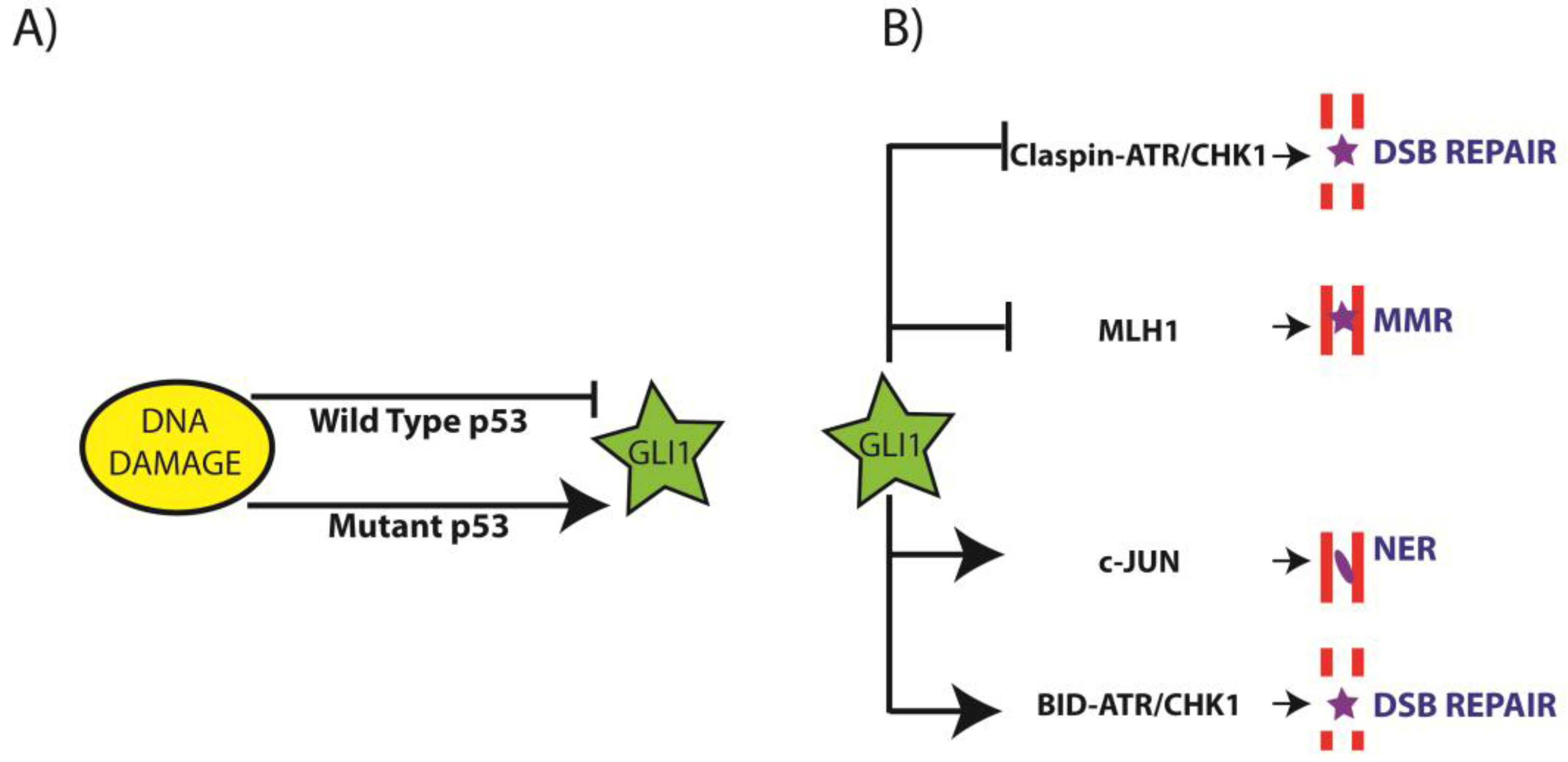 Cancers 07 00894 g002