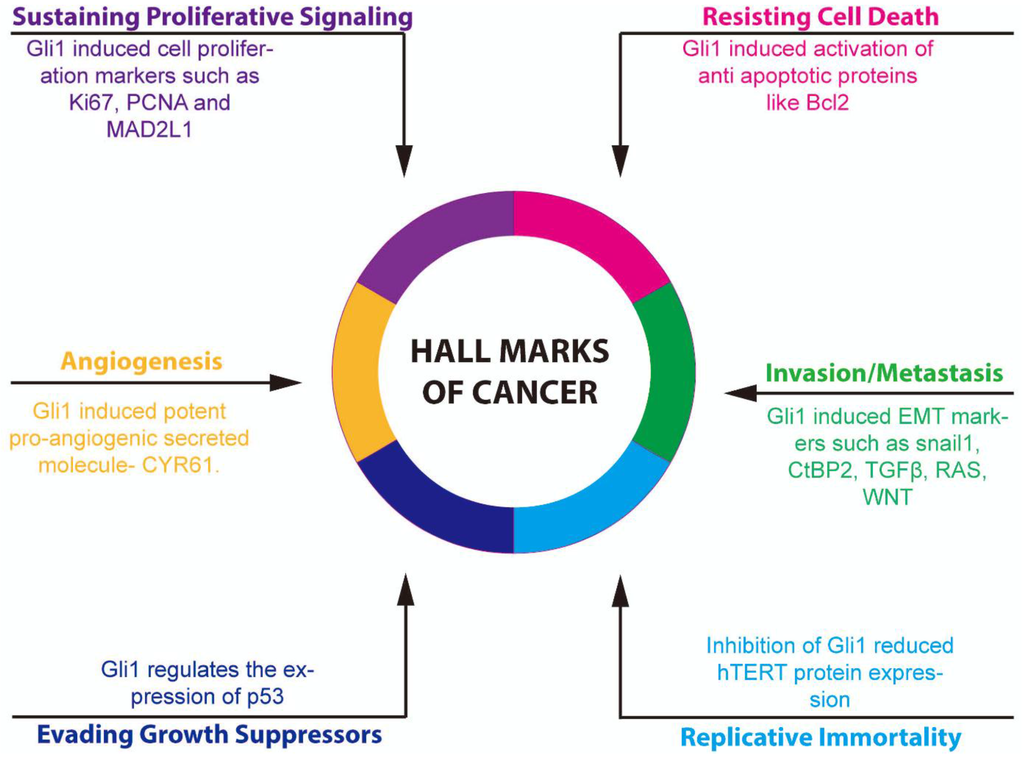 Cancers 07 00894 g003 1024