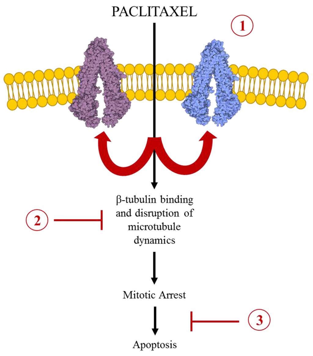 Cancers 07 00897 g002 1024