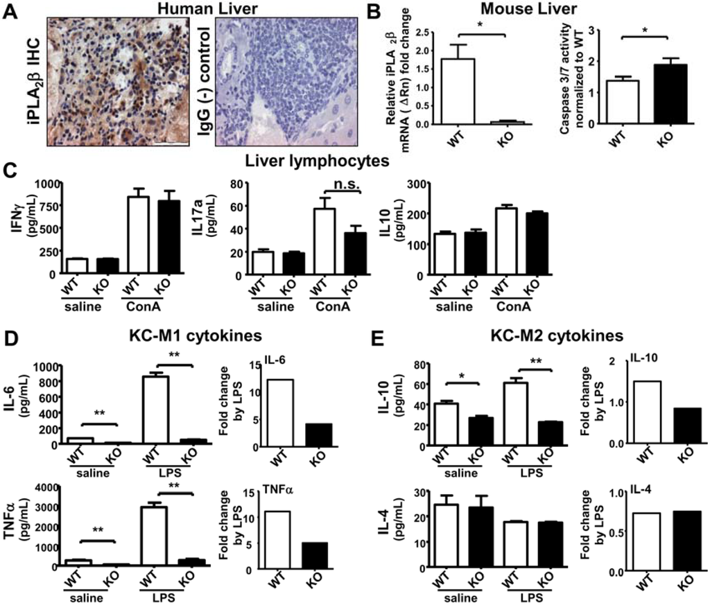 Cancers 07 00901 g002 1024