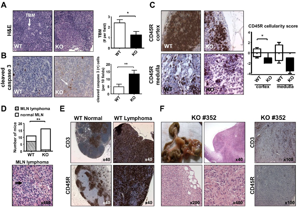 Cancers 07 00901 g005 1024