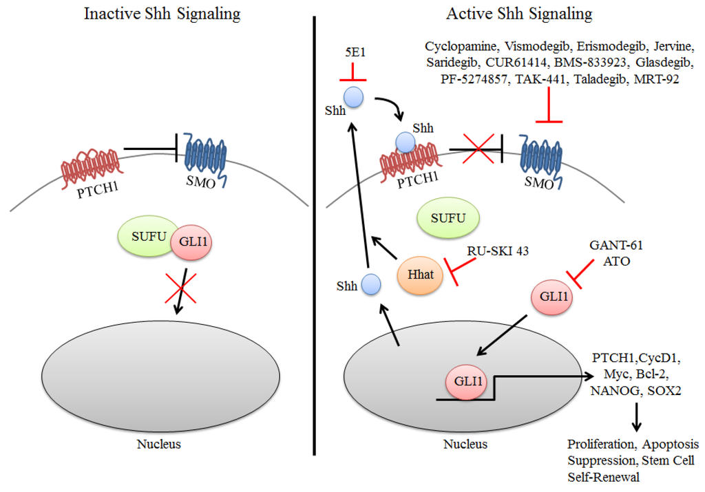 Cancers 08 00022 g001 1024