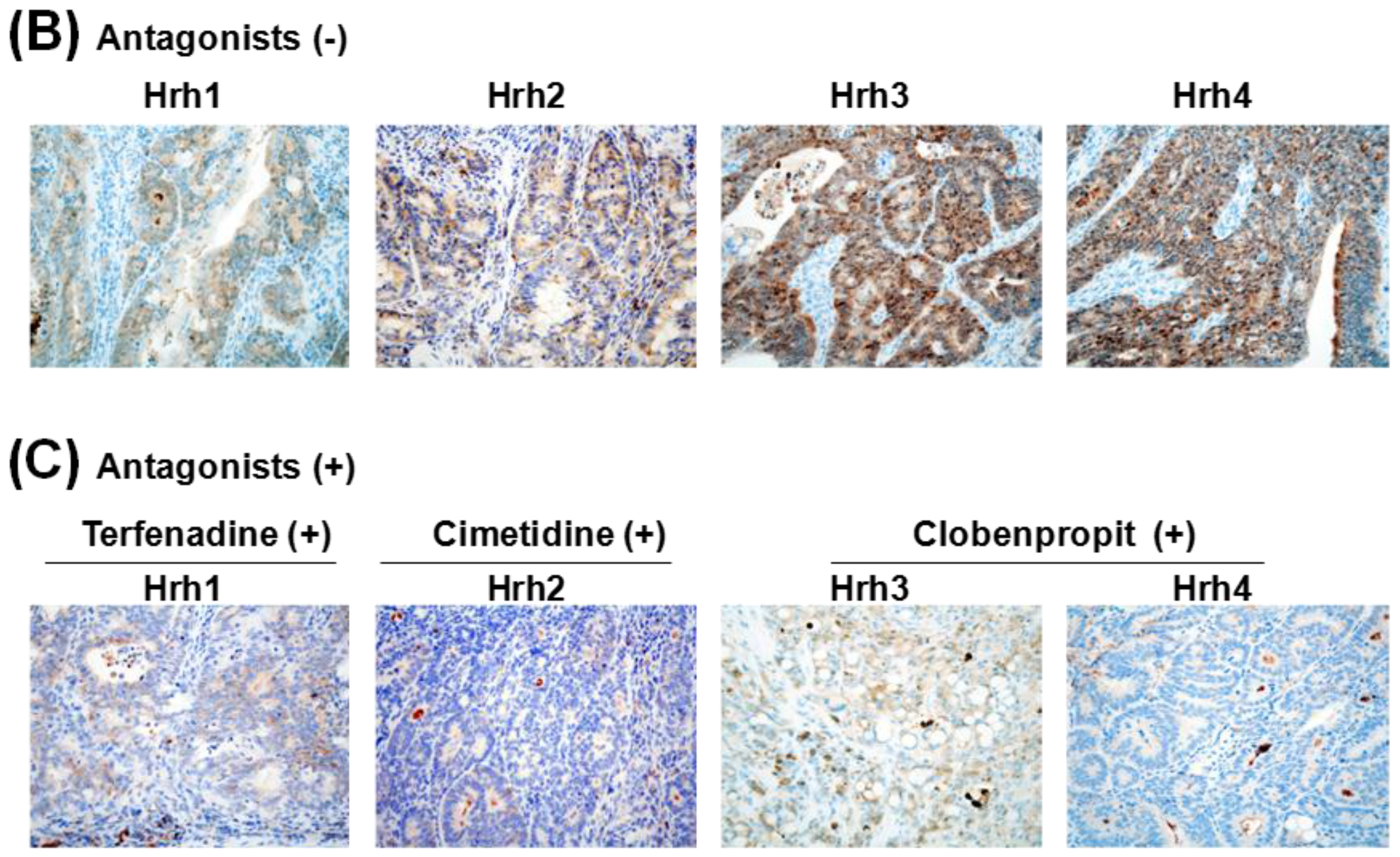 Cancers 08 00025 g003b