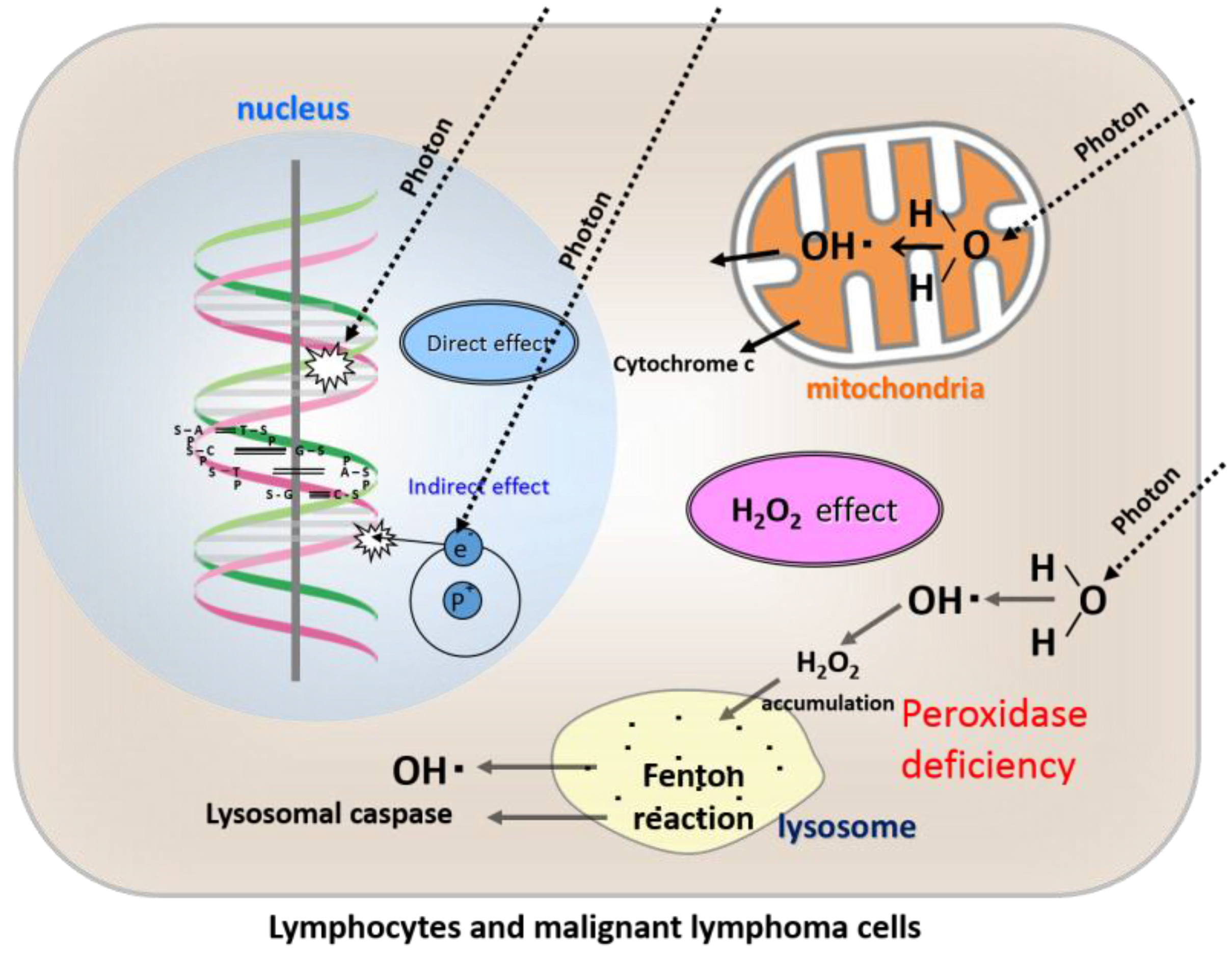 Cancers 08 00028 g002