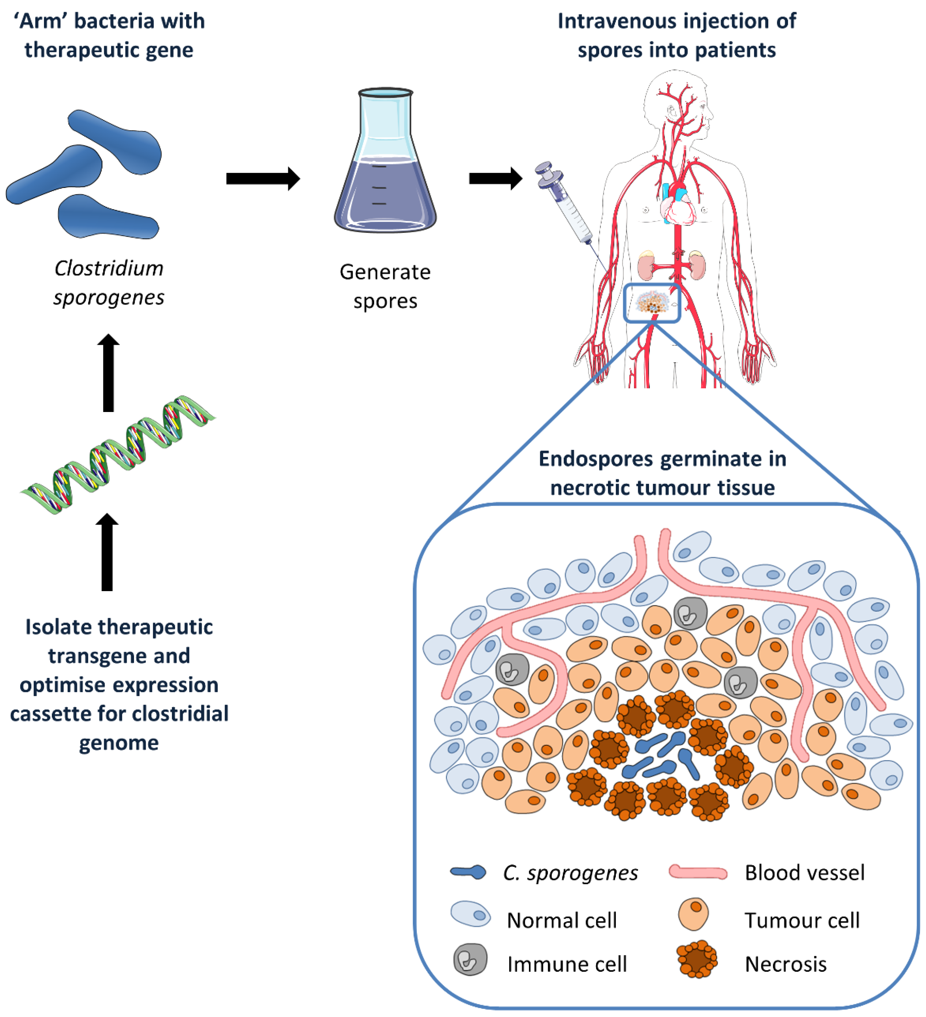 Cancers 08 00063 g001
