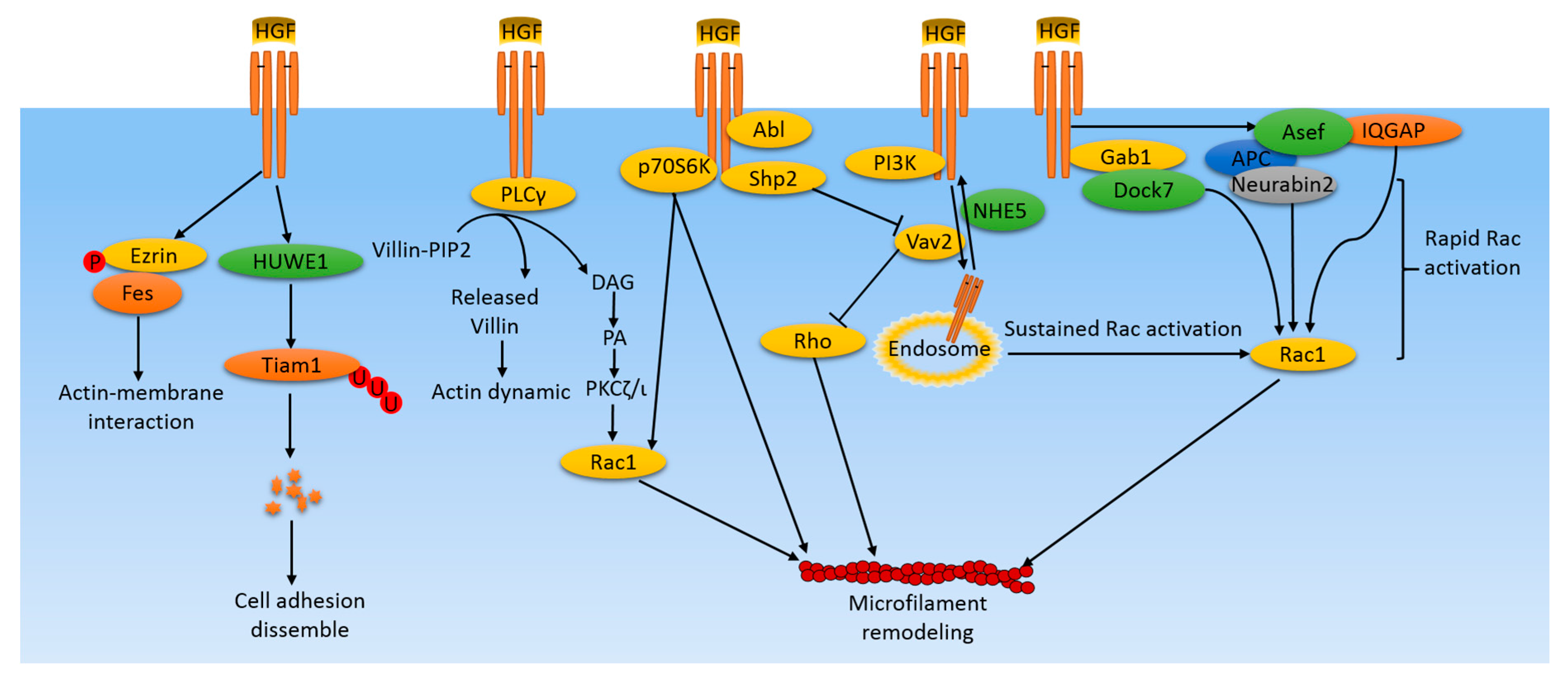 Cancers 09 00044 g001