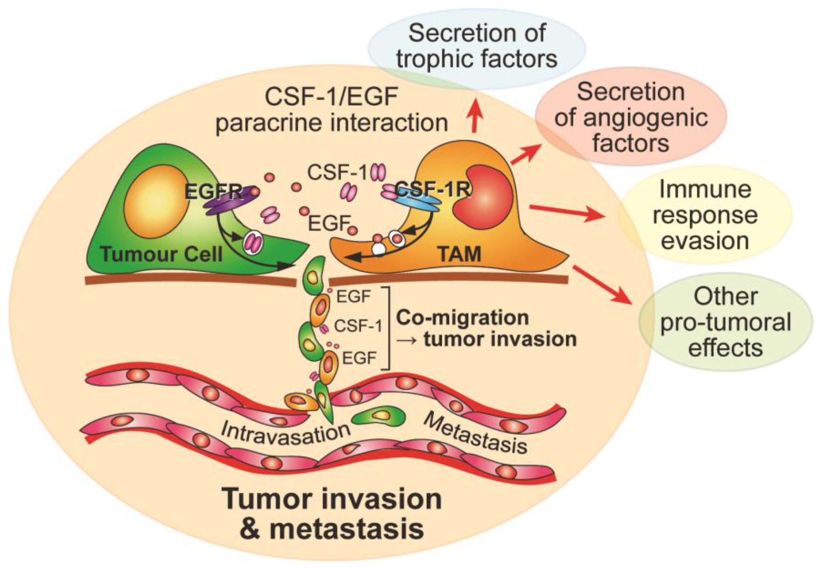 Cancers 09 00068 g002