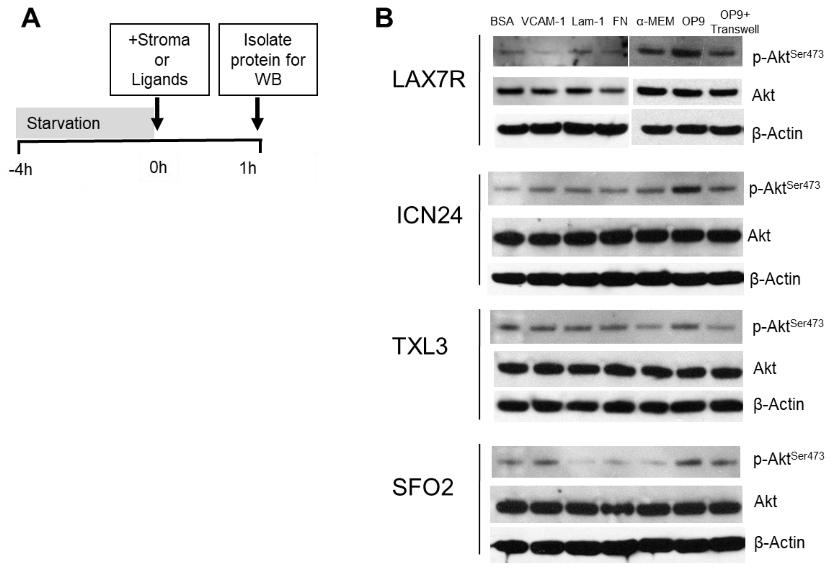 Cancers 09 00121 g002