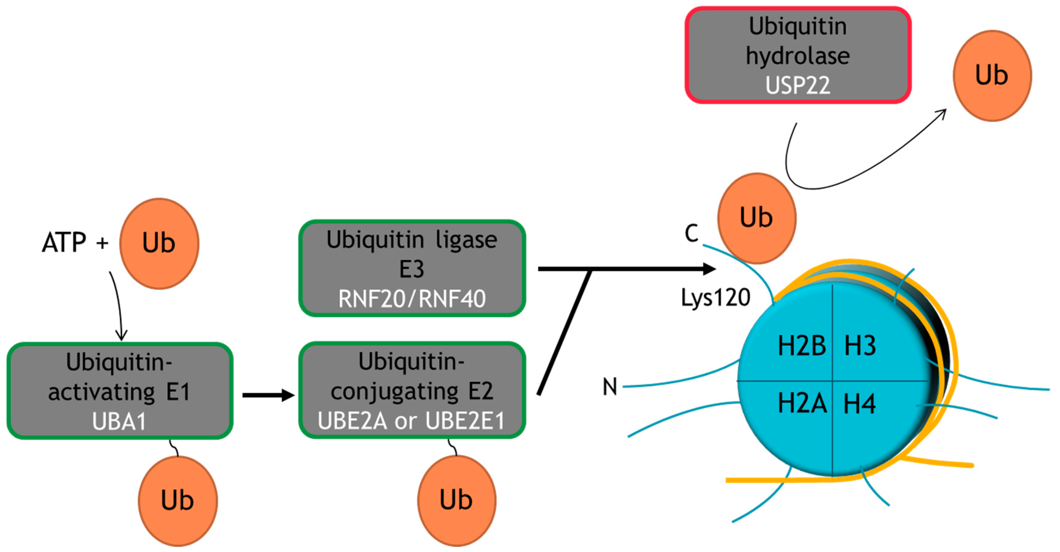 Cancers 09 00167 g001 Cancers 09 00167 g001