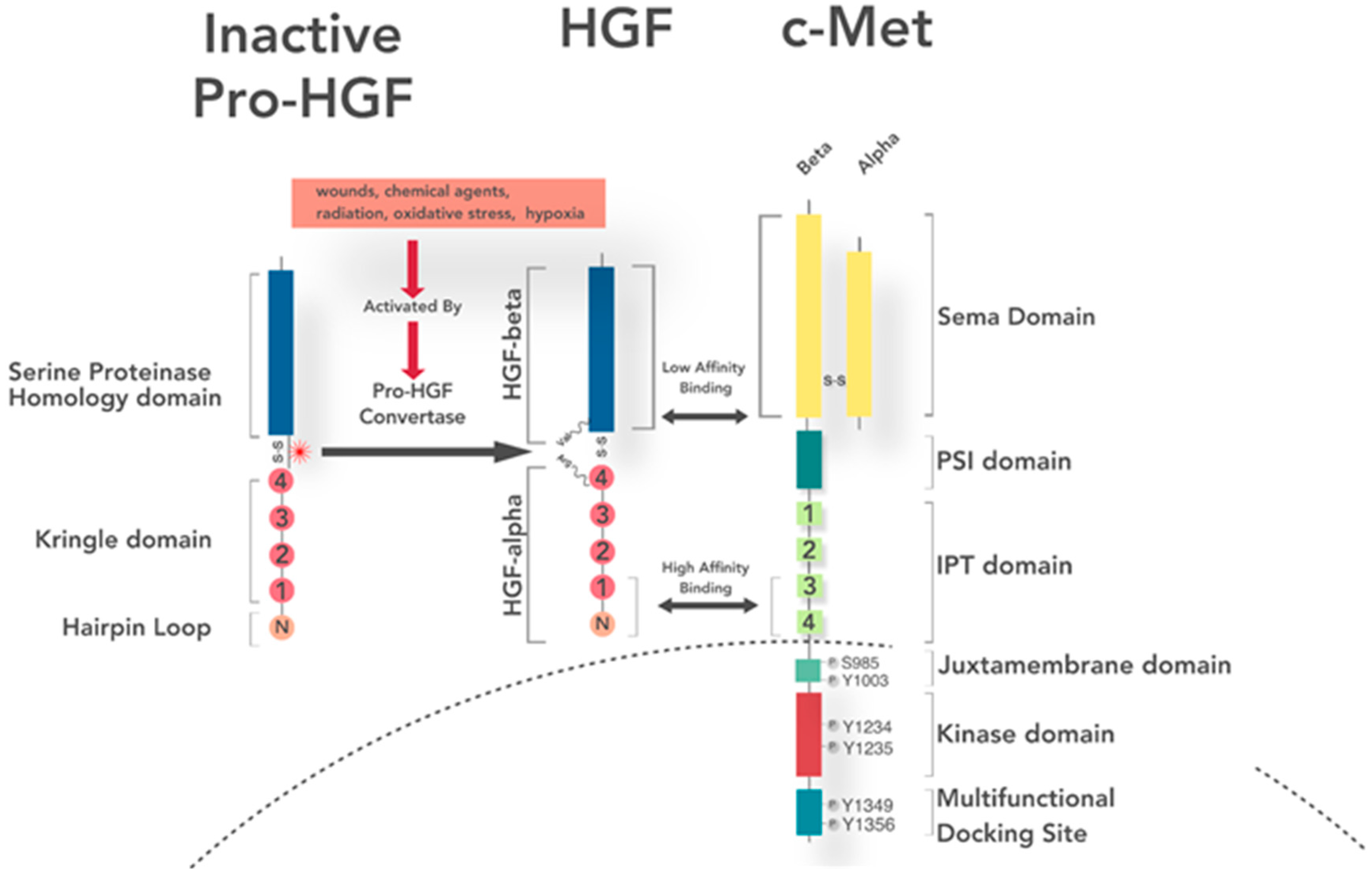 Cancers 09 00169 g001